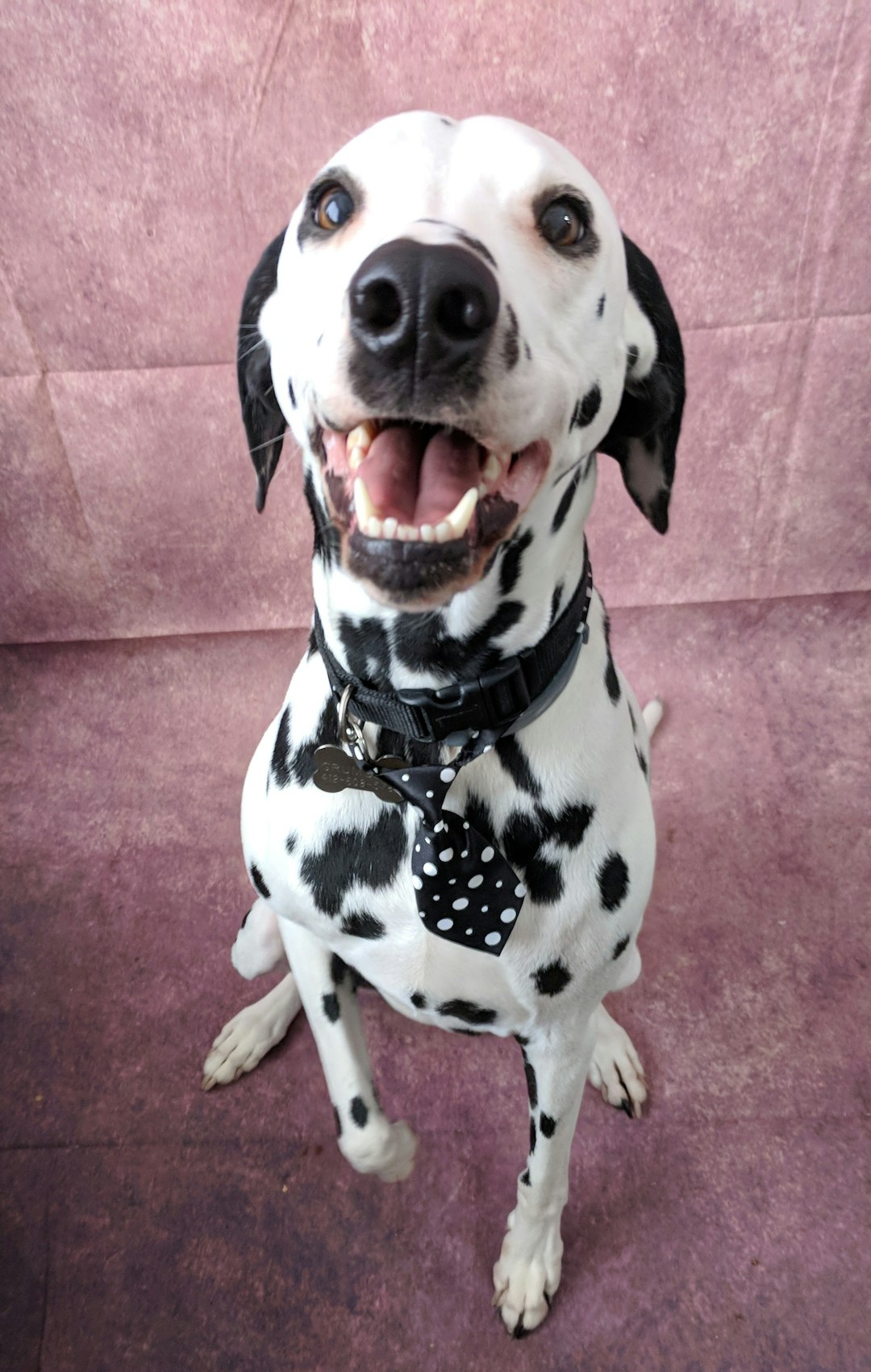 Dalmatien