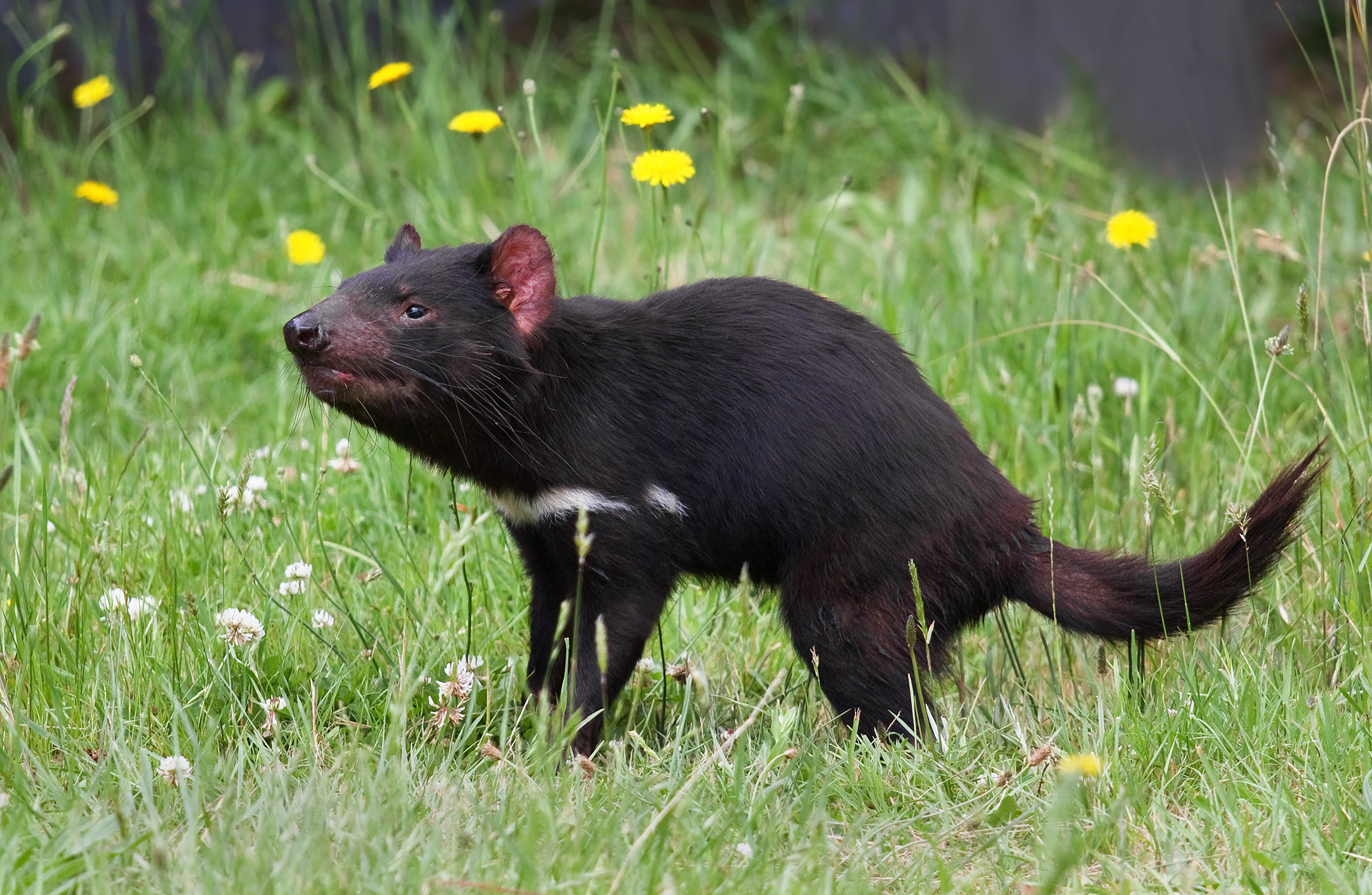 Diable de Tasmanie : Petit marsupial trapu, noir, avec une large mâchoire et des oreilles rosées
