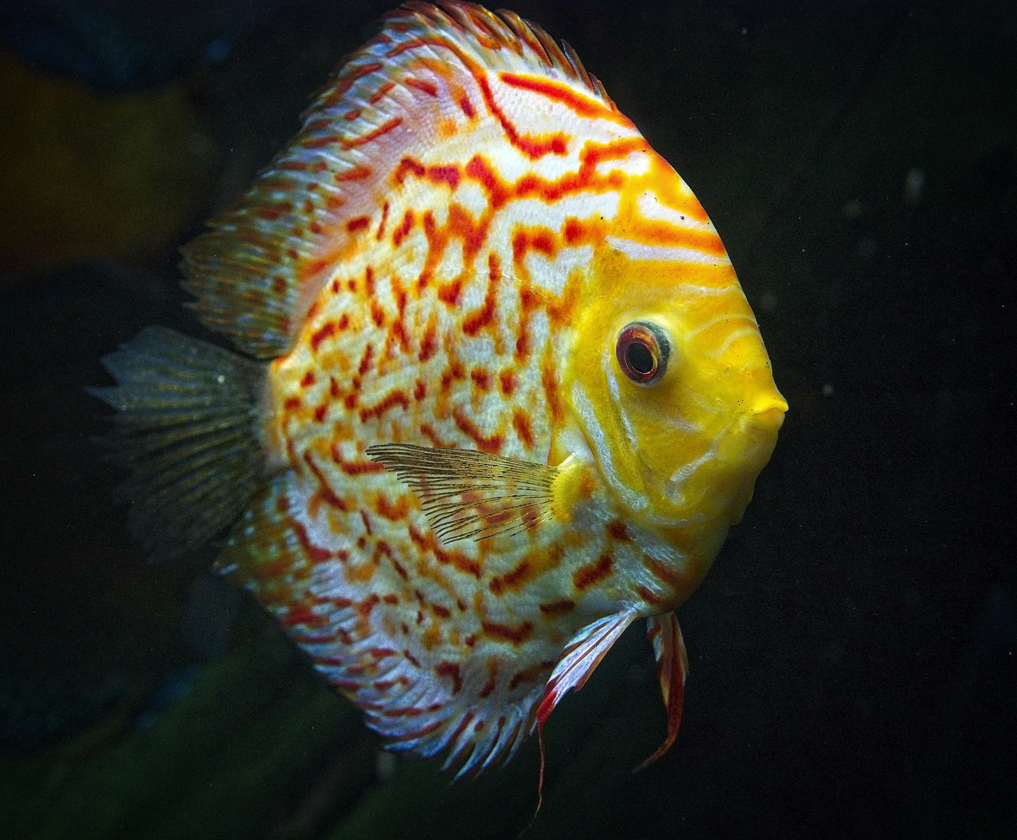 Discus