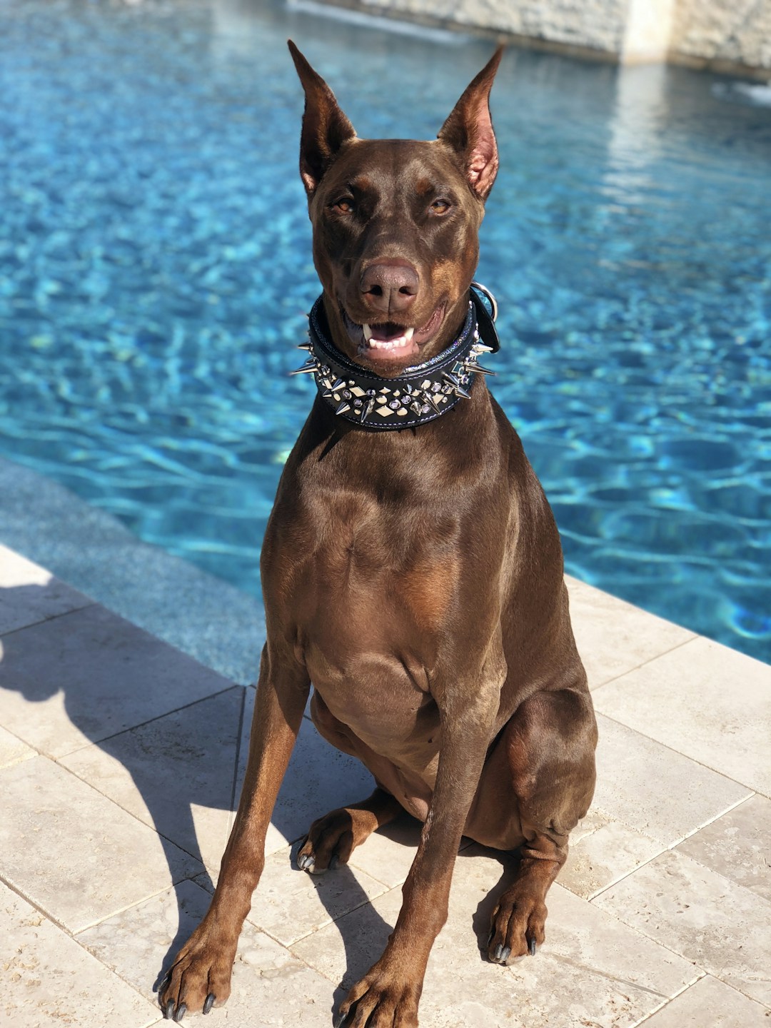 Doberman