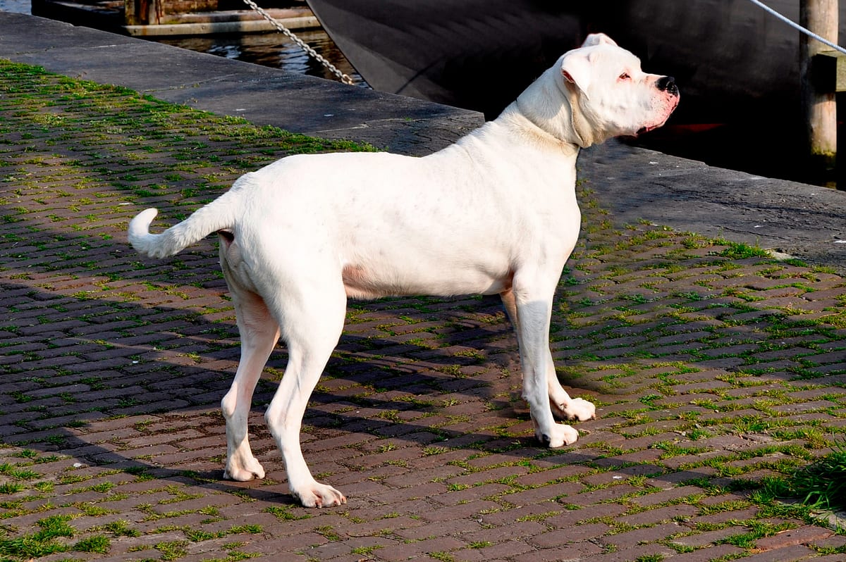 Dogue Argentin