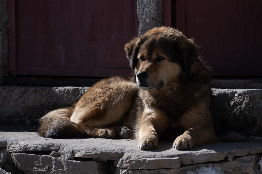Dogue du Tibet