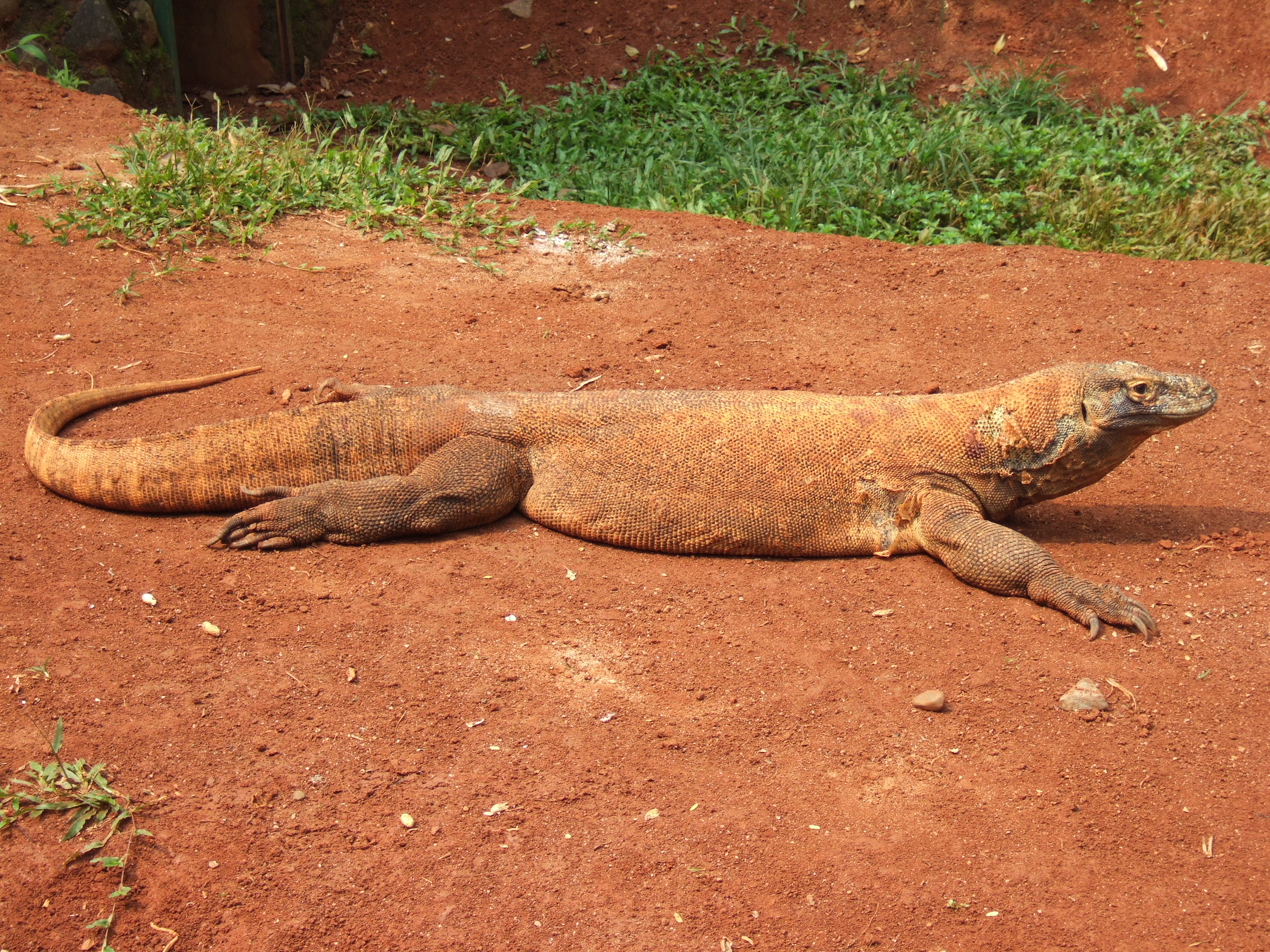Dragon de Komodo