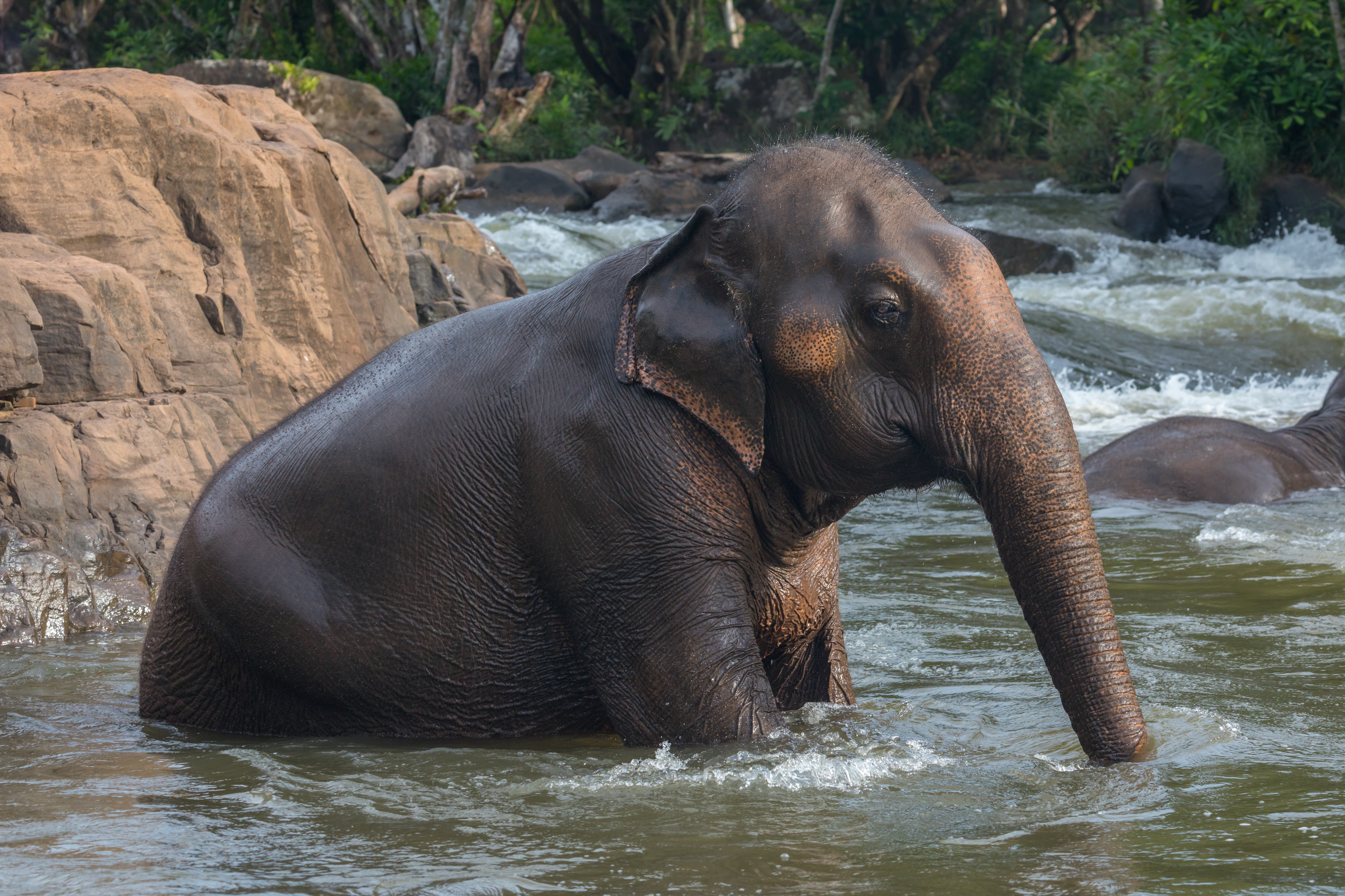 Éléphant d’Asie