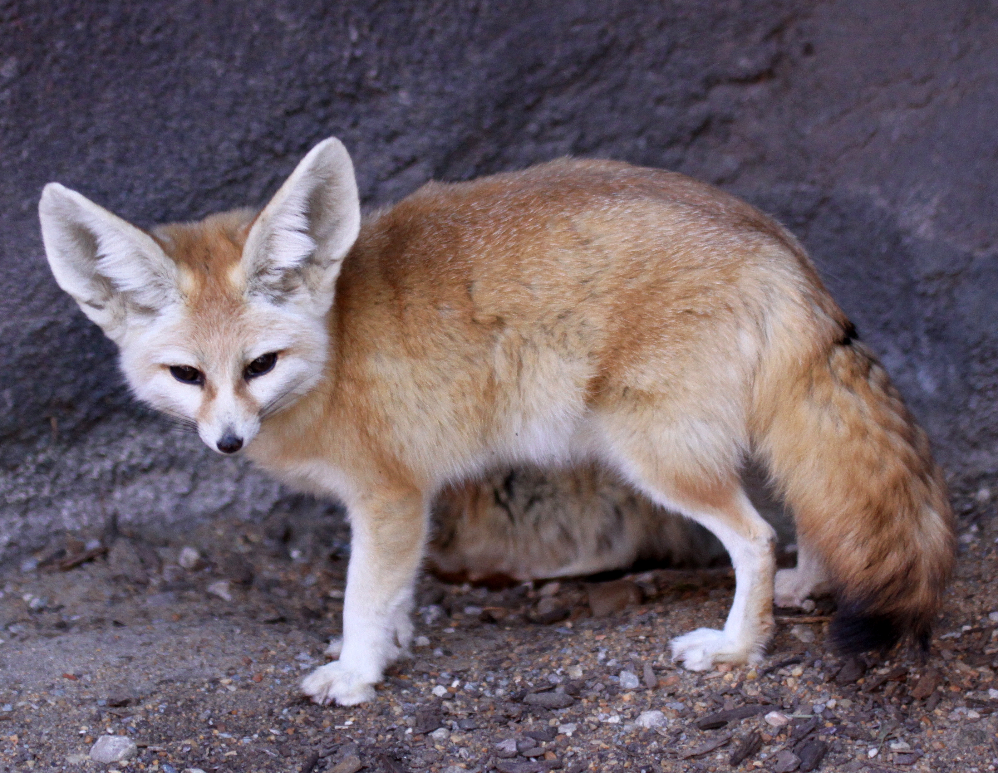 Fennec : Petit renard au pelage sable et aux oreilles exceptionnellement grandes