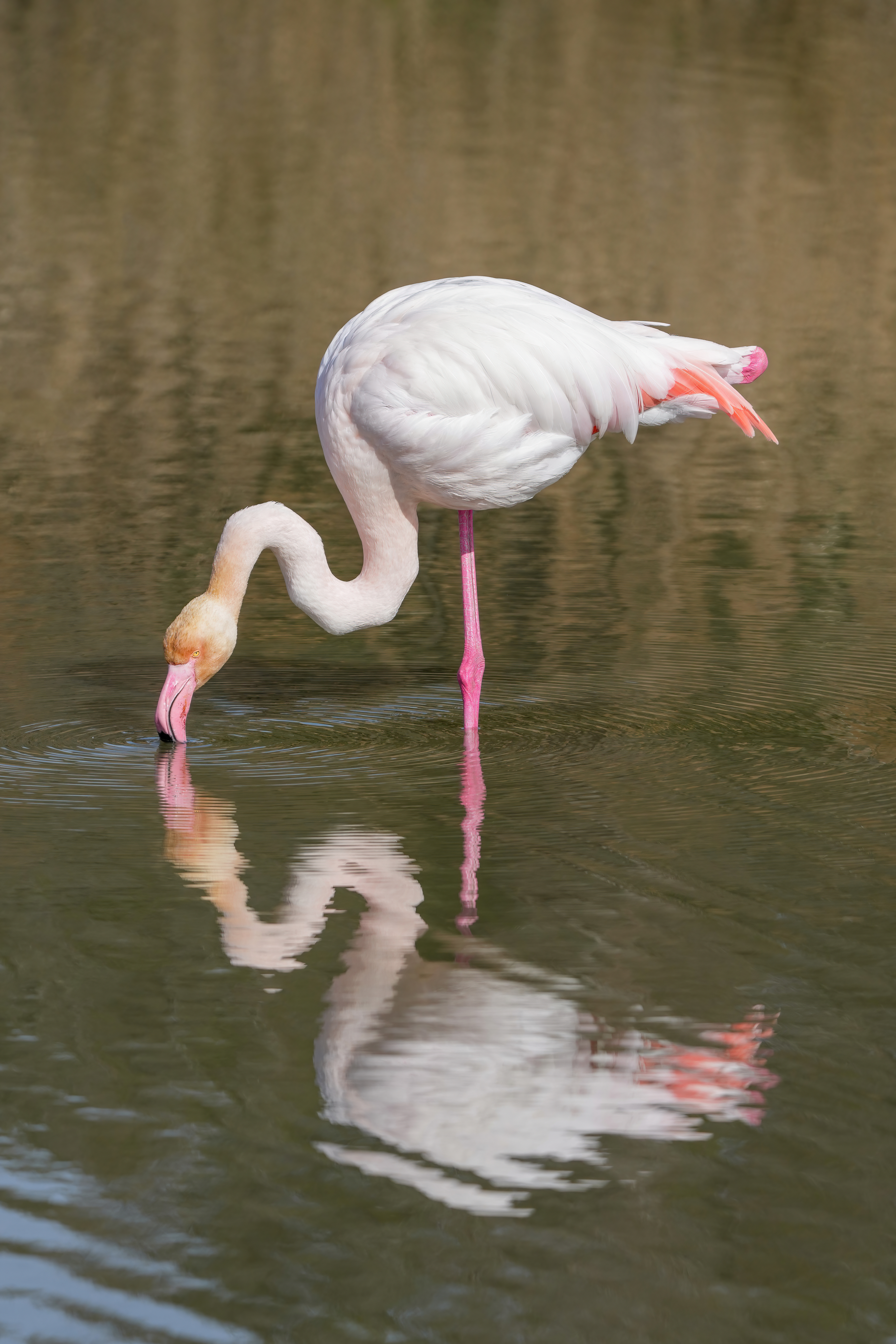 Flamant Rose