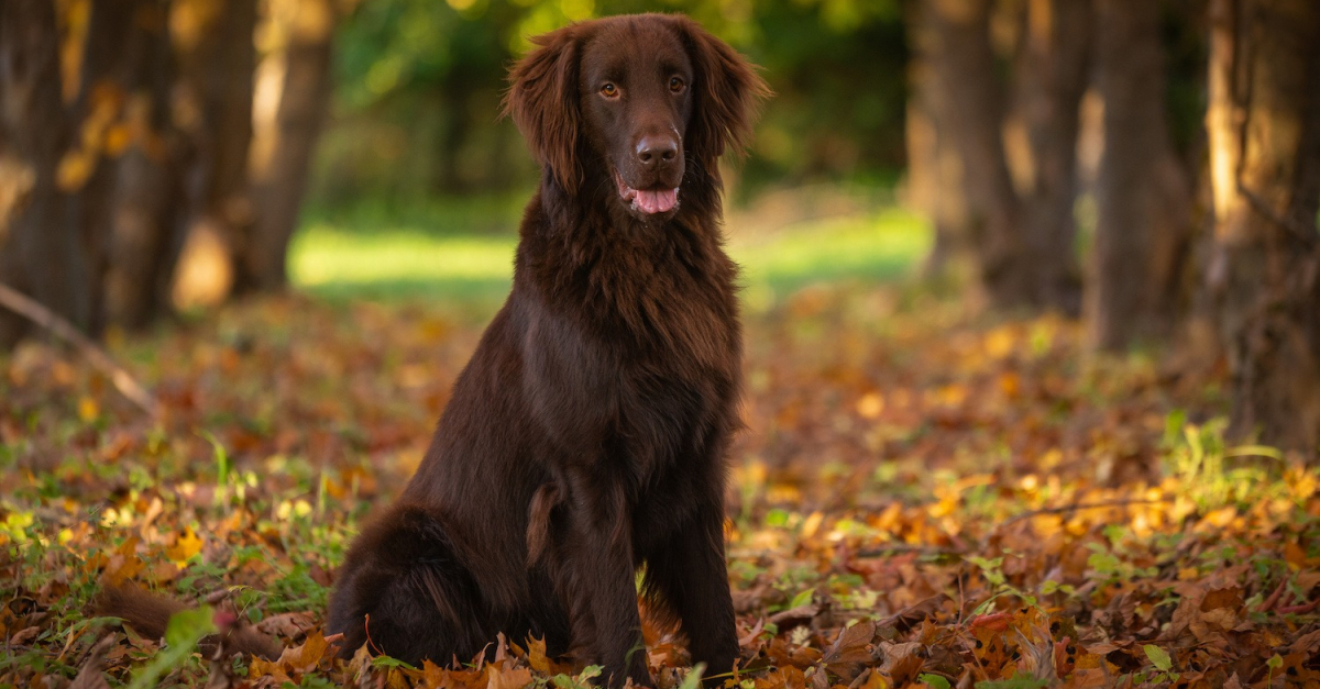 Flat-Coated Retriever