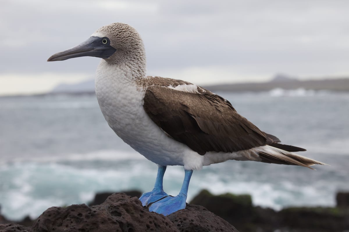 Fou Ă pieds bleus