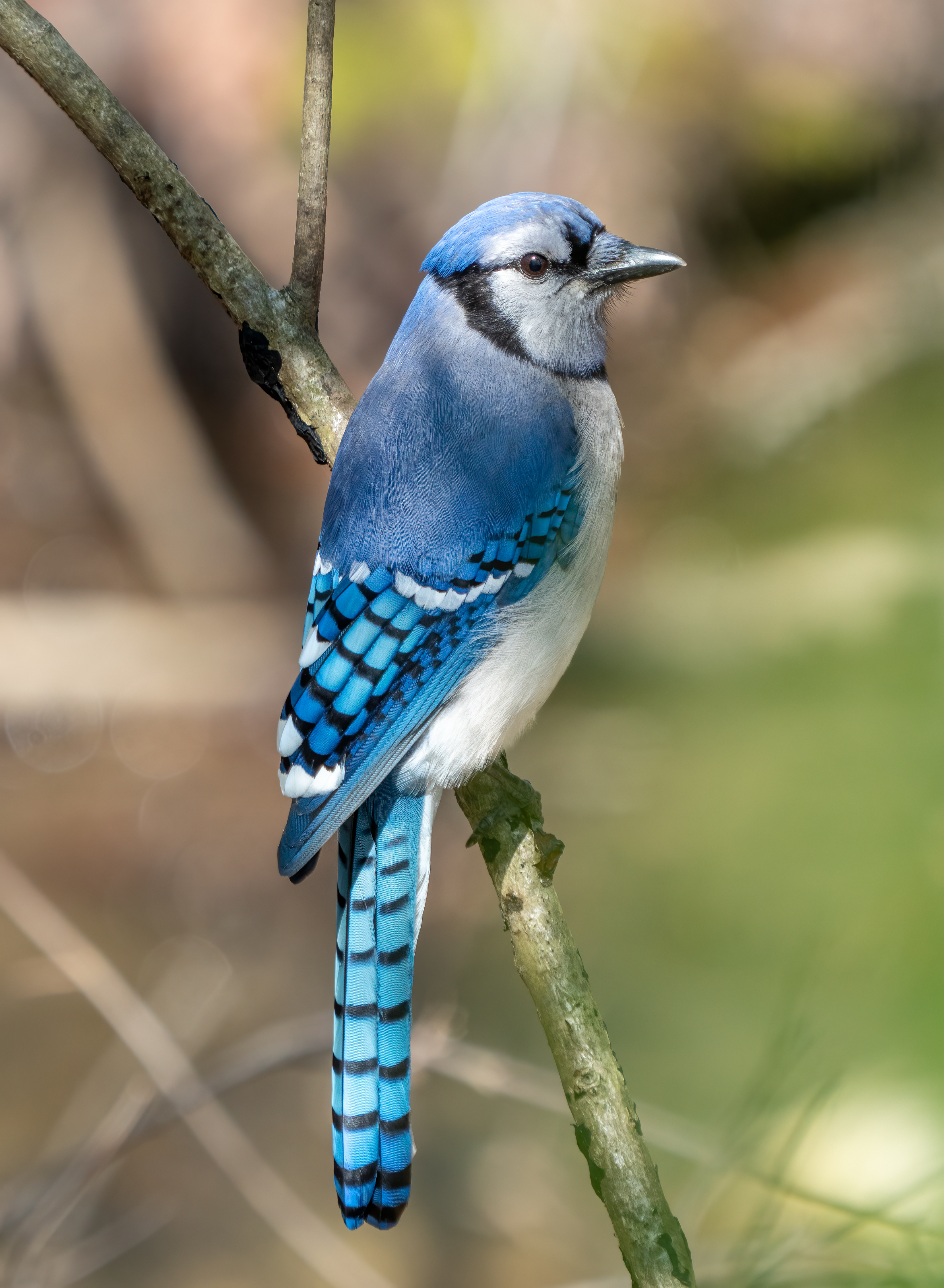 Geai Bleu