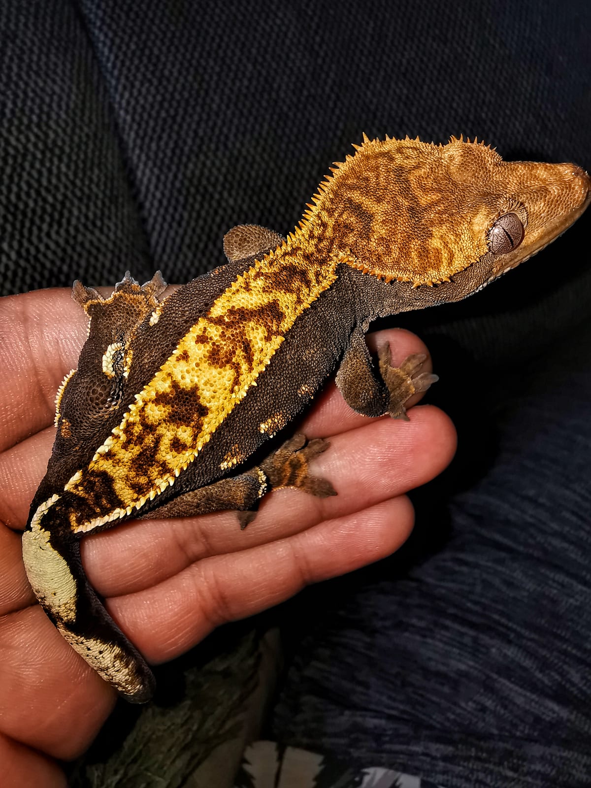Gecko à crête : Petit gecko brun avec une crête hérissée au-dessus des yeux et le long du dos