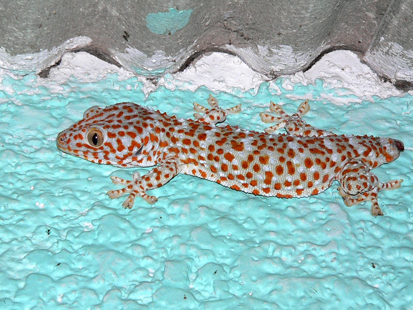 Gecko tokay