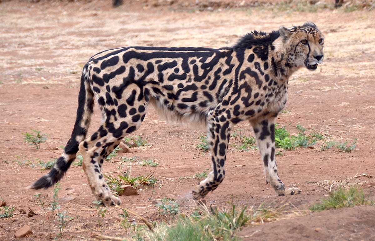 Guépard Royal