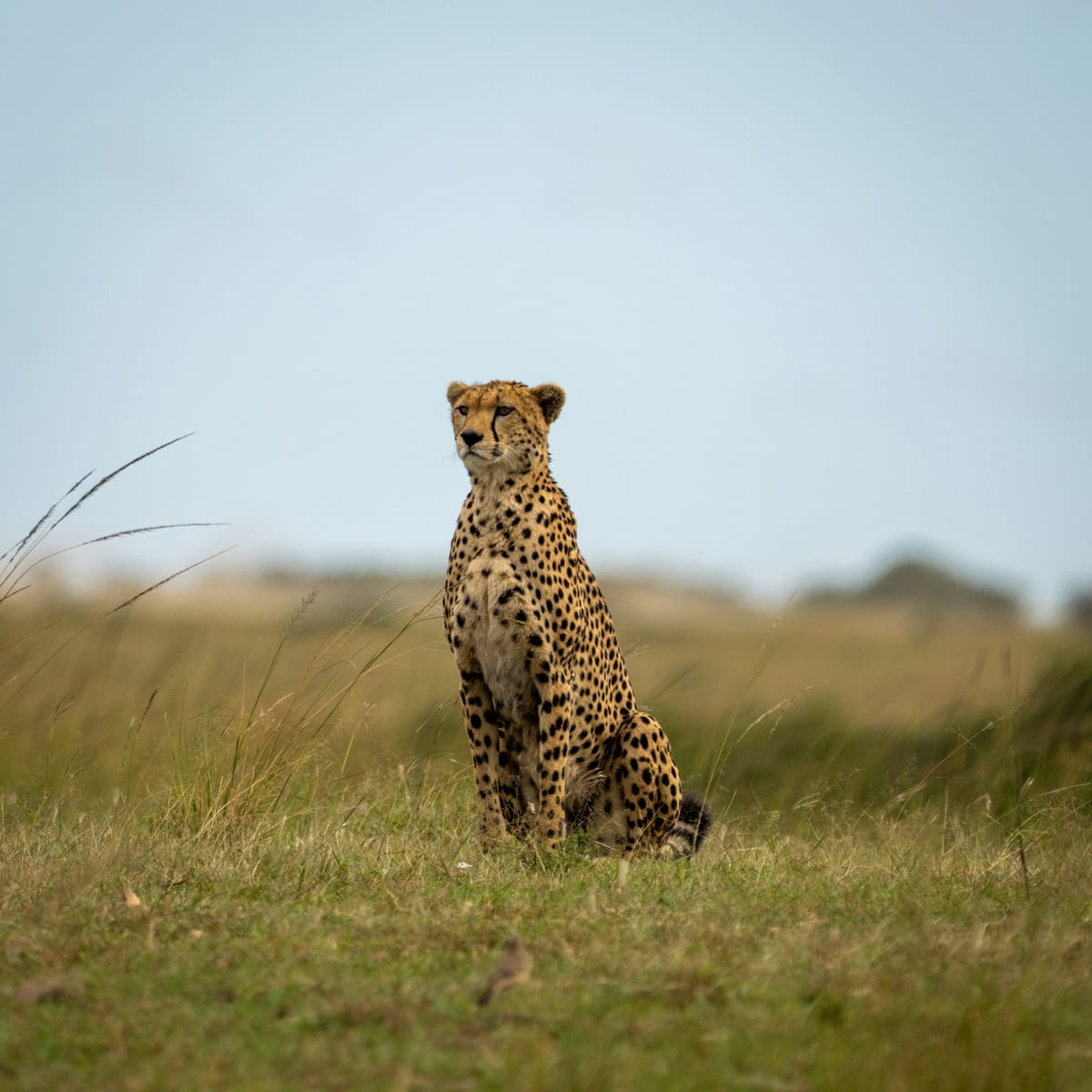 Guépard