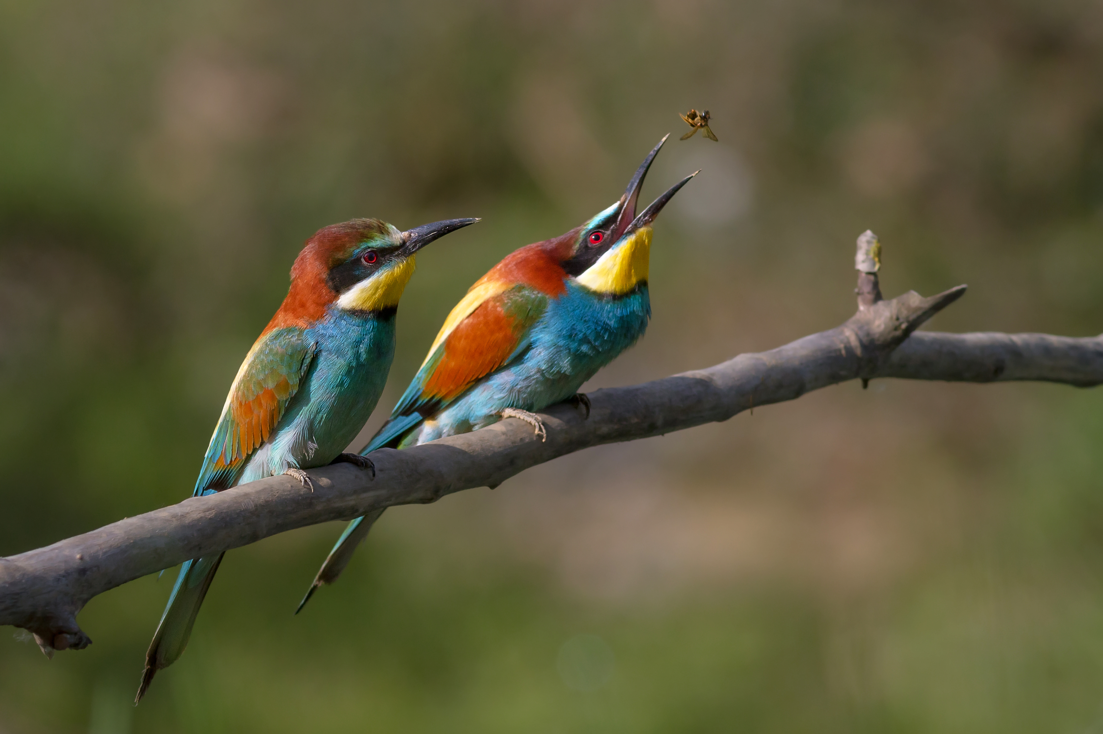 Guêpier d'Europe : Plumage très coloré, gorge jaune et bande noire autour de l'œil