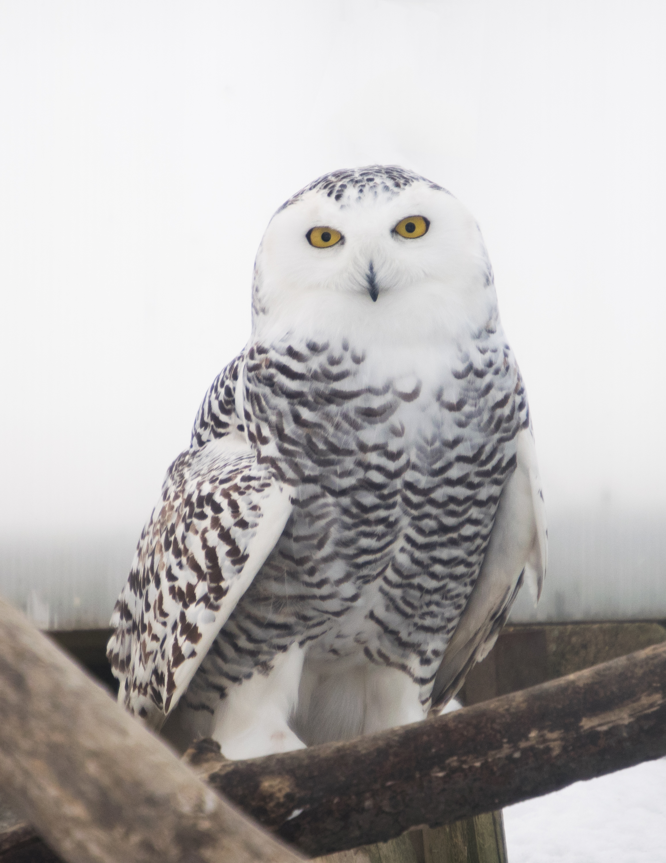 Harfang des neiges