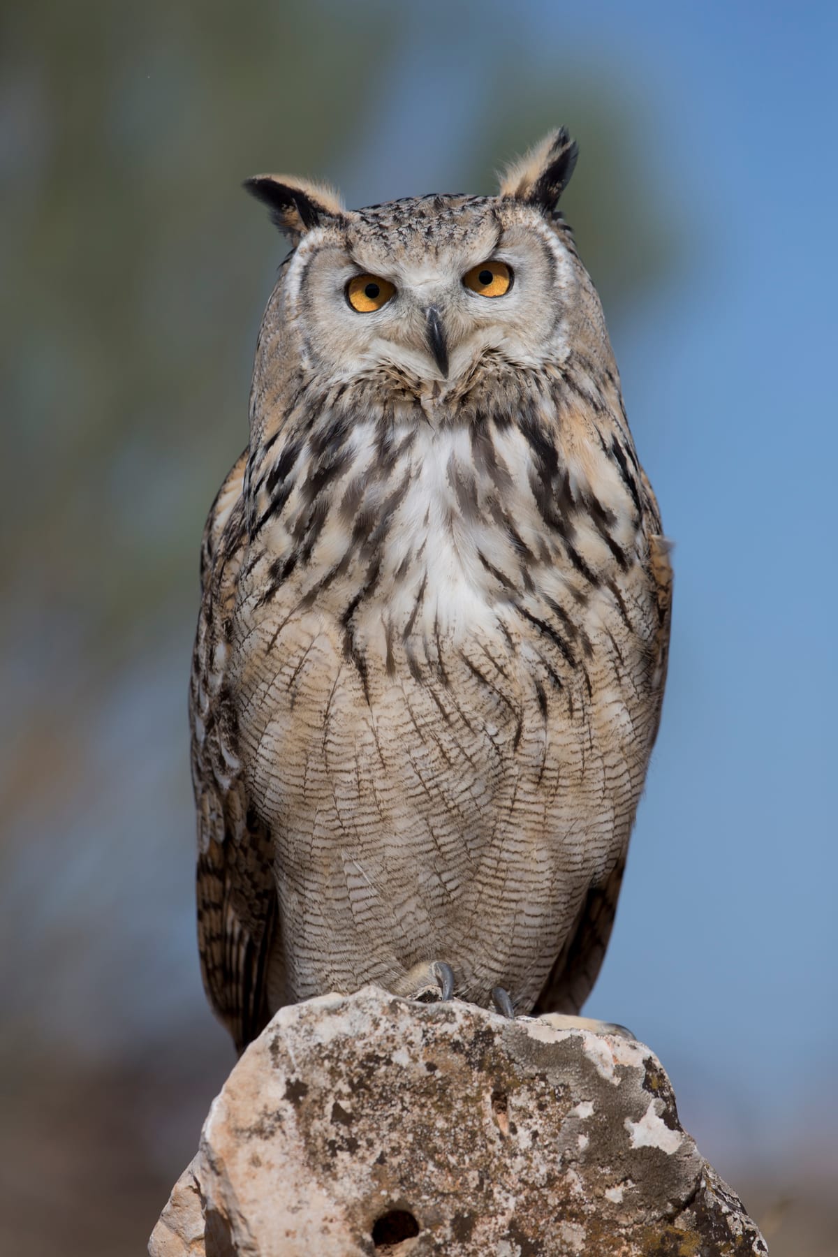 Hibou Grand-Duc