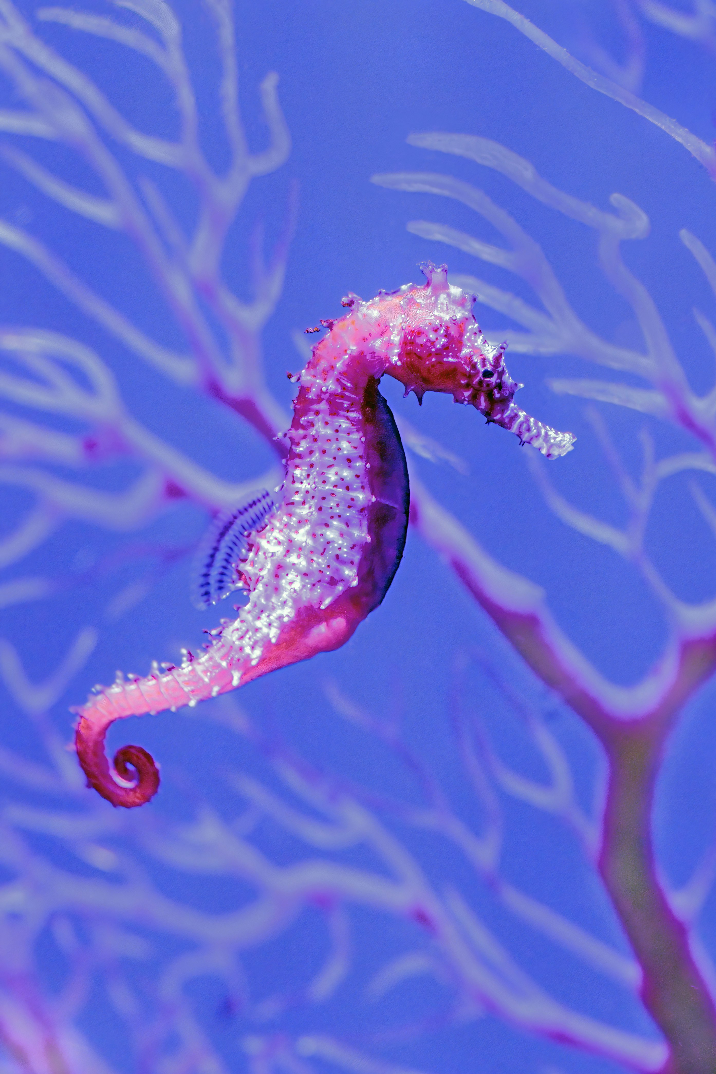 Hippocampe