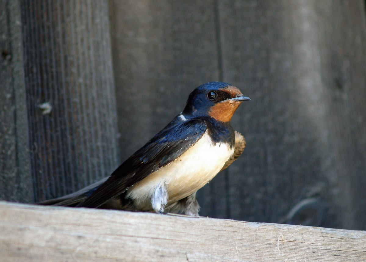 Hirondelle Rustique