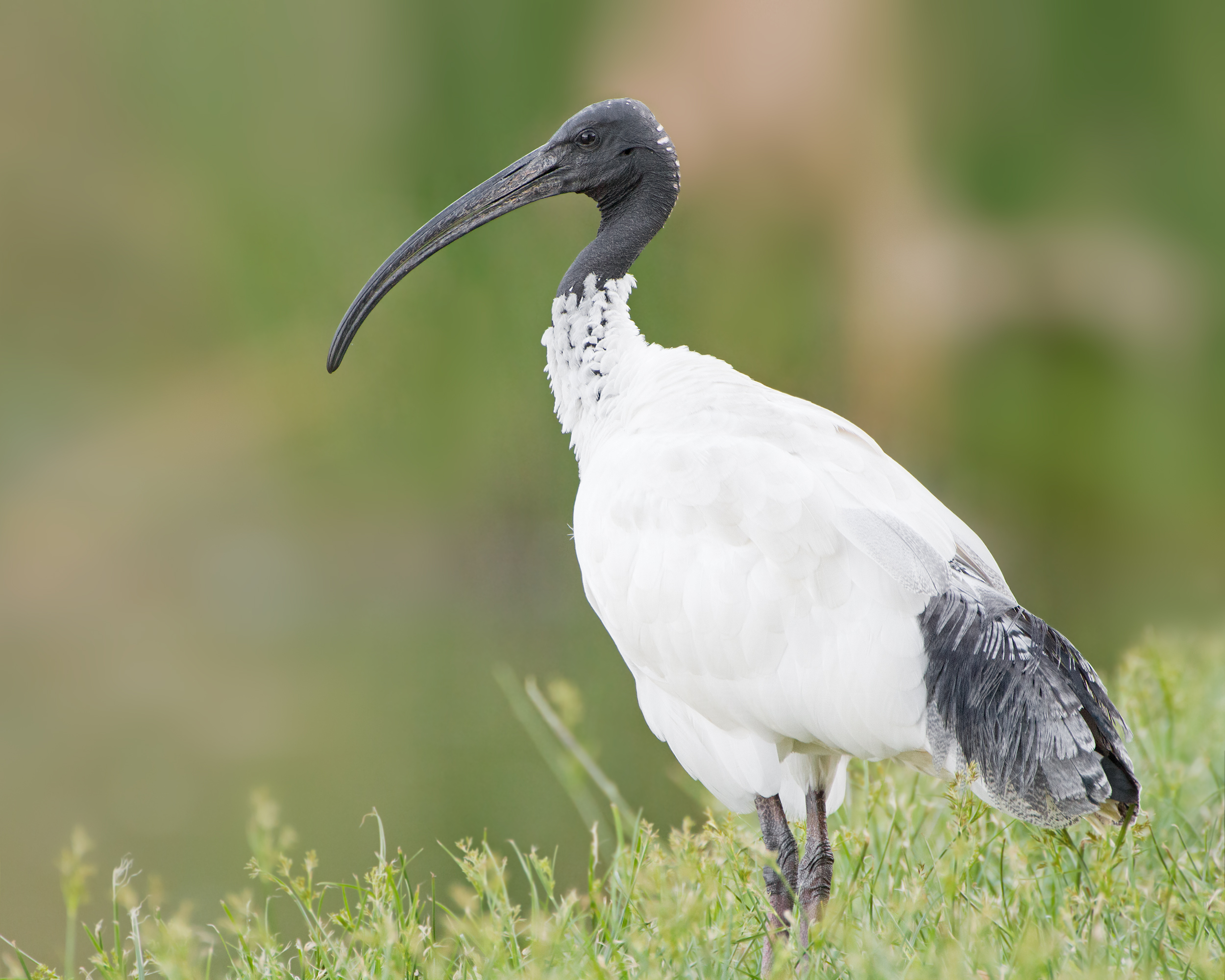 Ibis blanc
