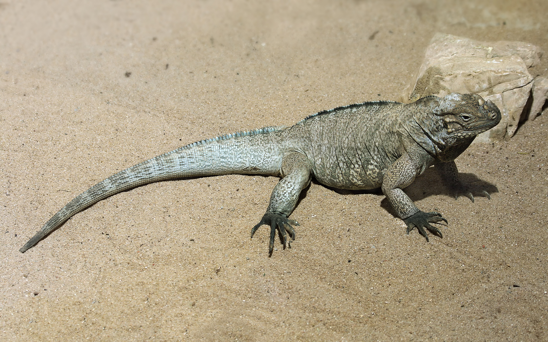Iguane rhinocéros : Corps massif gris-brun et petites bosses en forme de cornes sur le museau