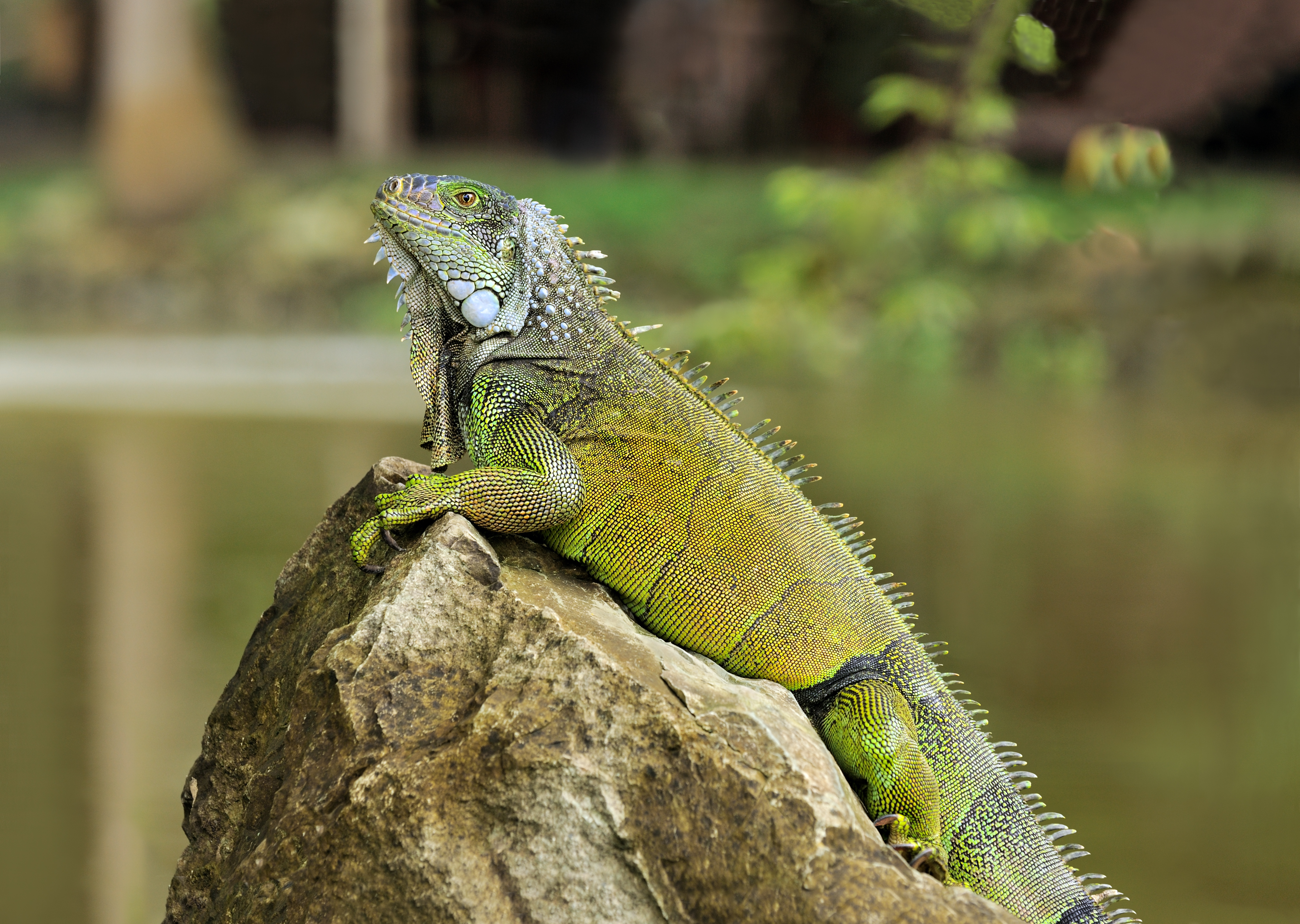 Iguane vert