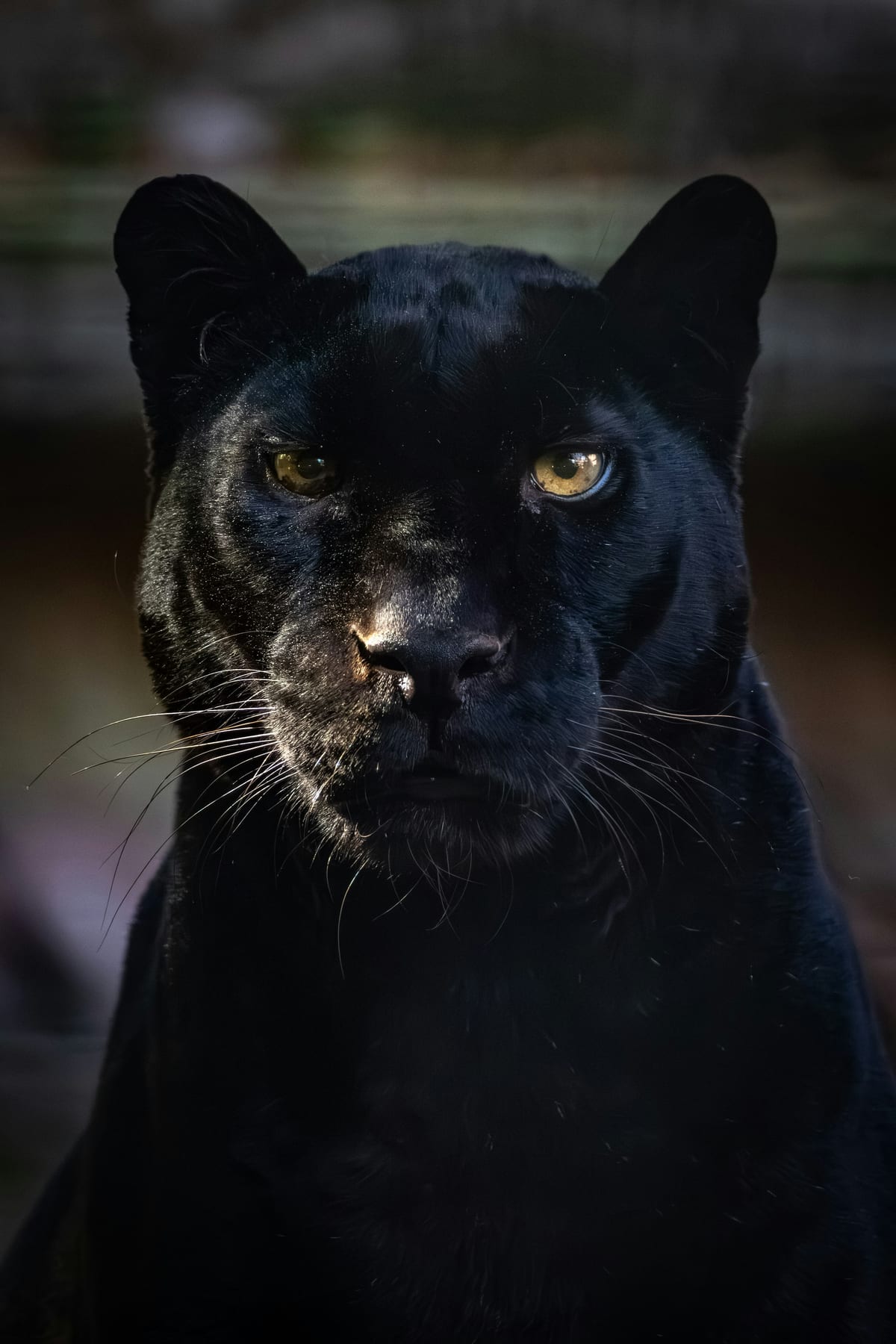 Jaguar Noir