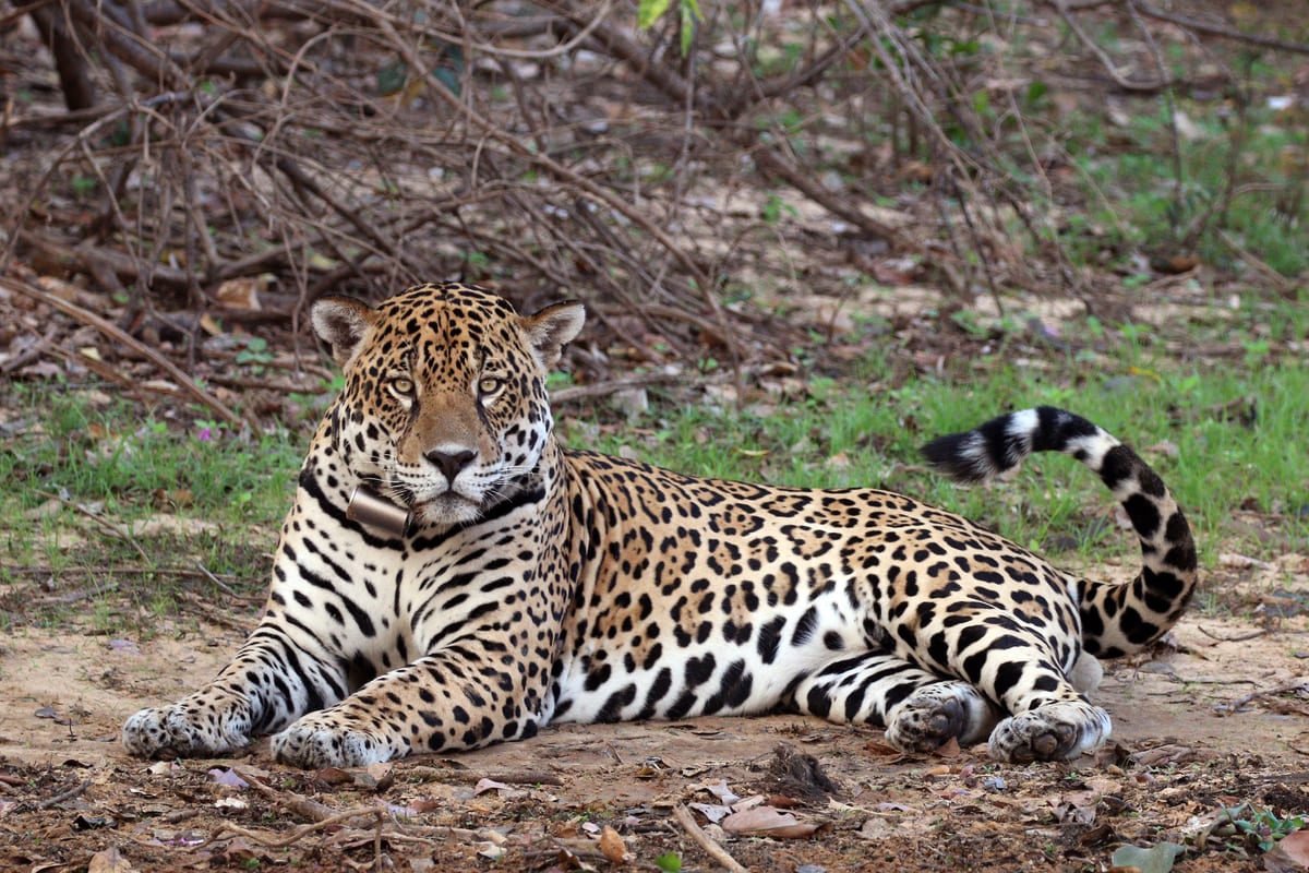 Jaguar