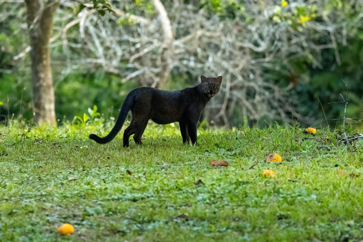 Jaguarondi