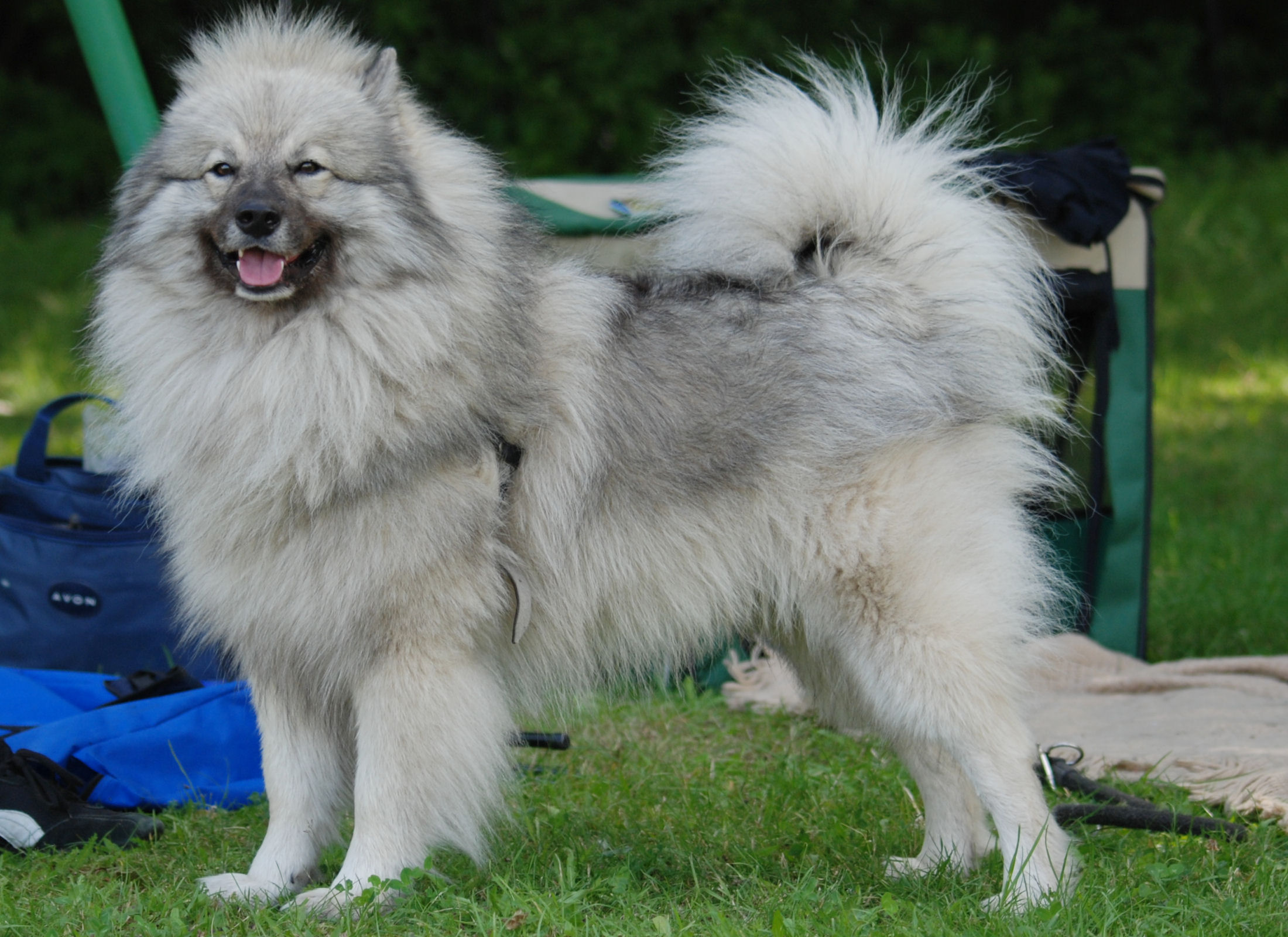 Keeshond