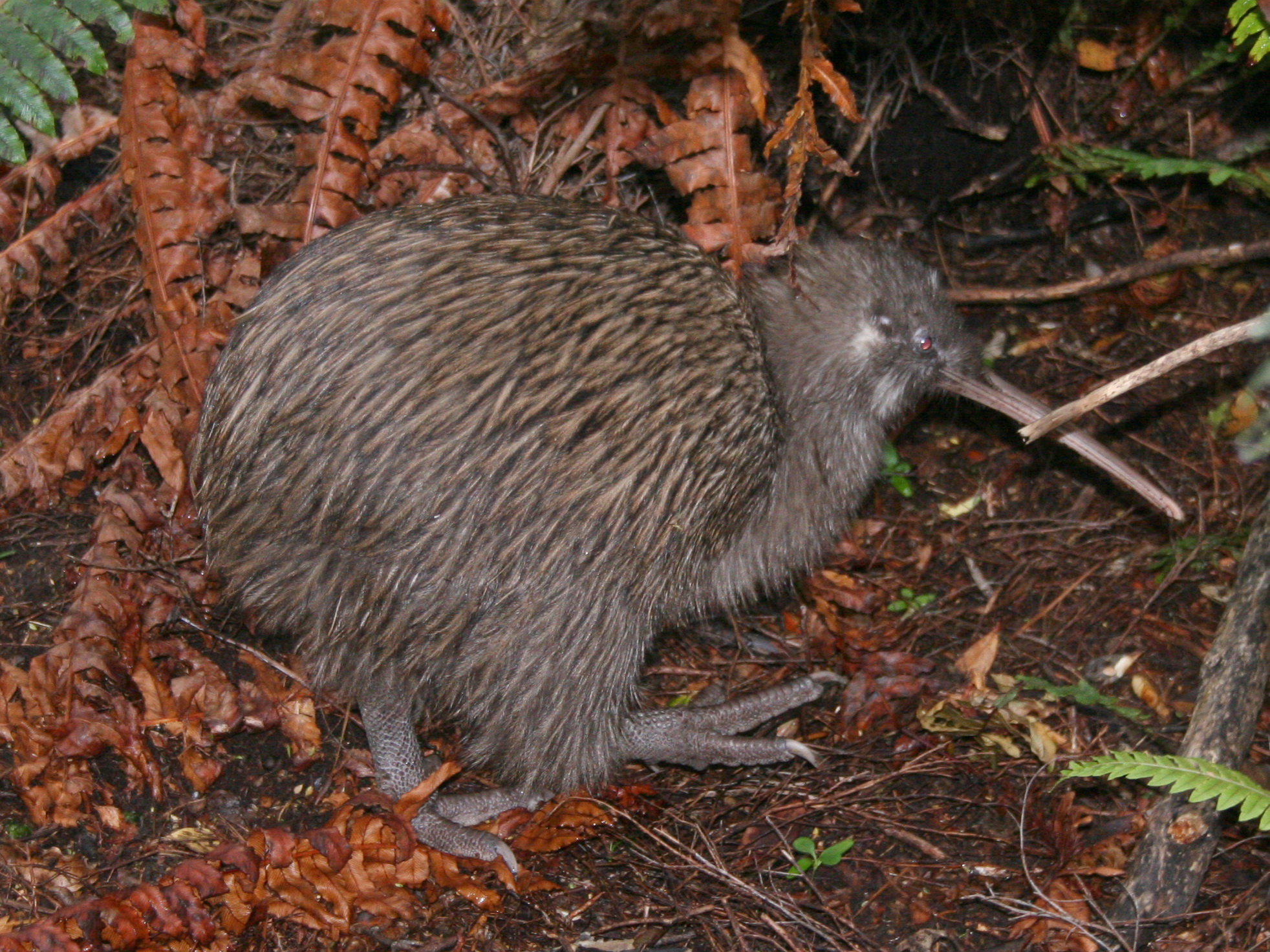 Kiwi austral