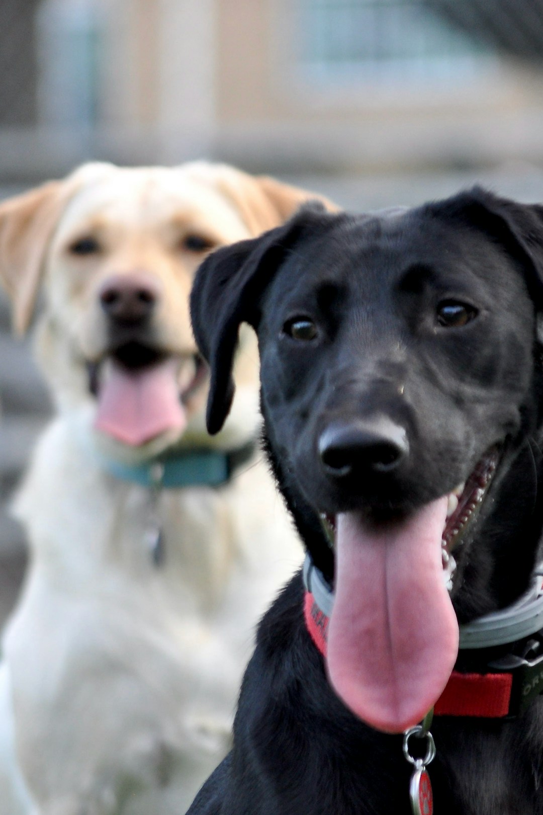 Labrador Retriever