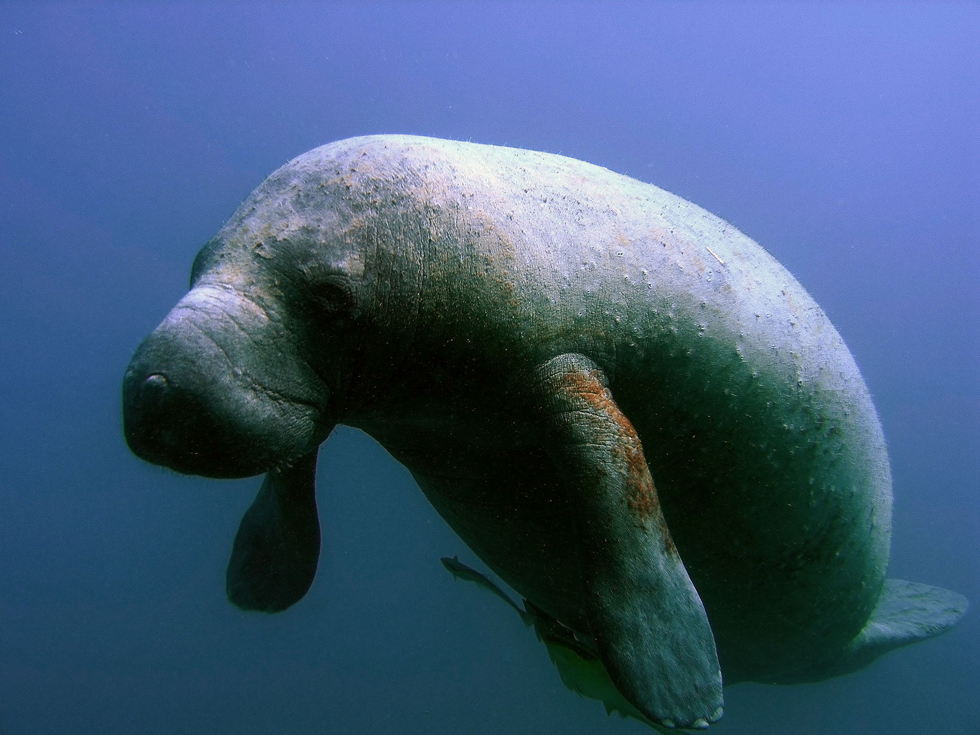 Lamantin des Caraïbes : Grand mammifère aquatique gris, au corps arrondi et aux nageoires en forme de palettes