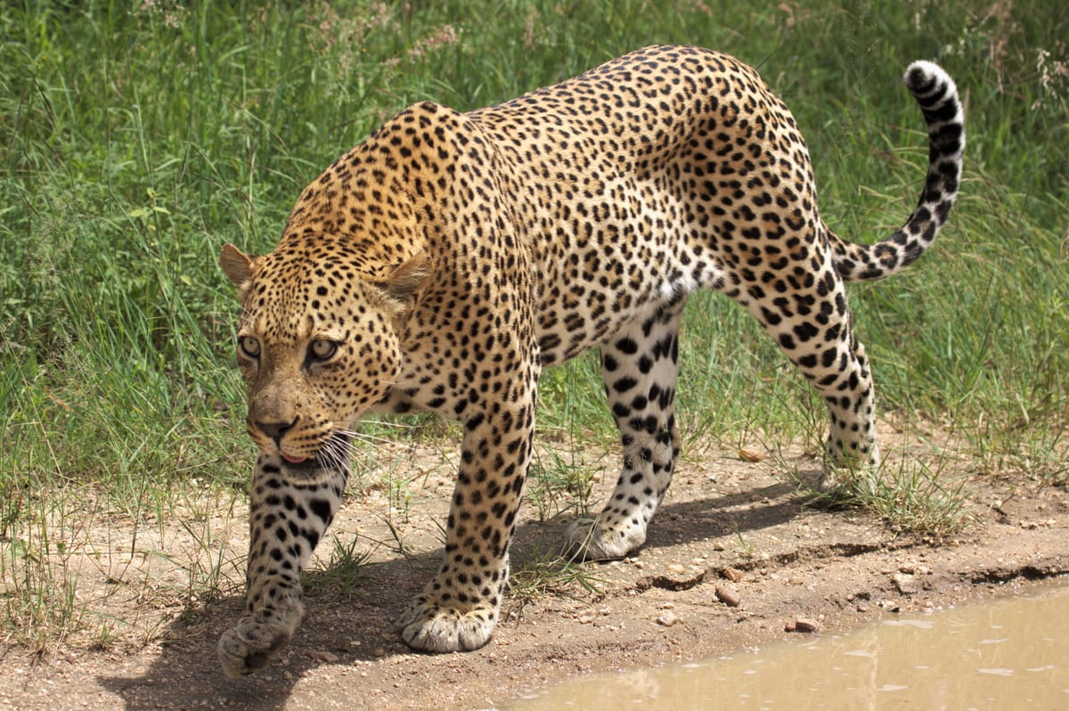 Léopard d'Afrique