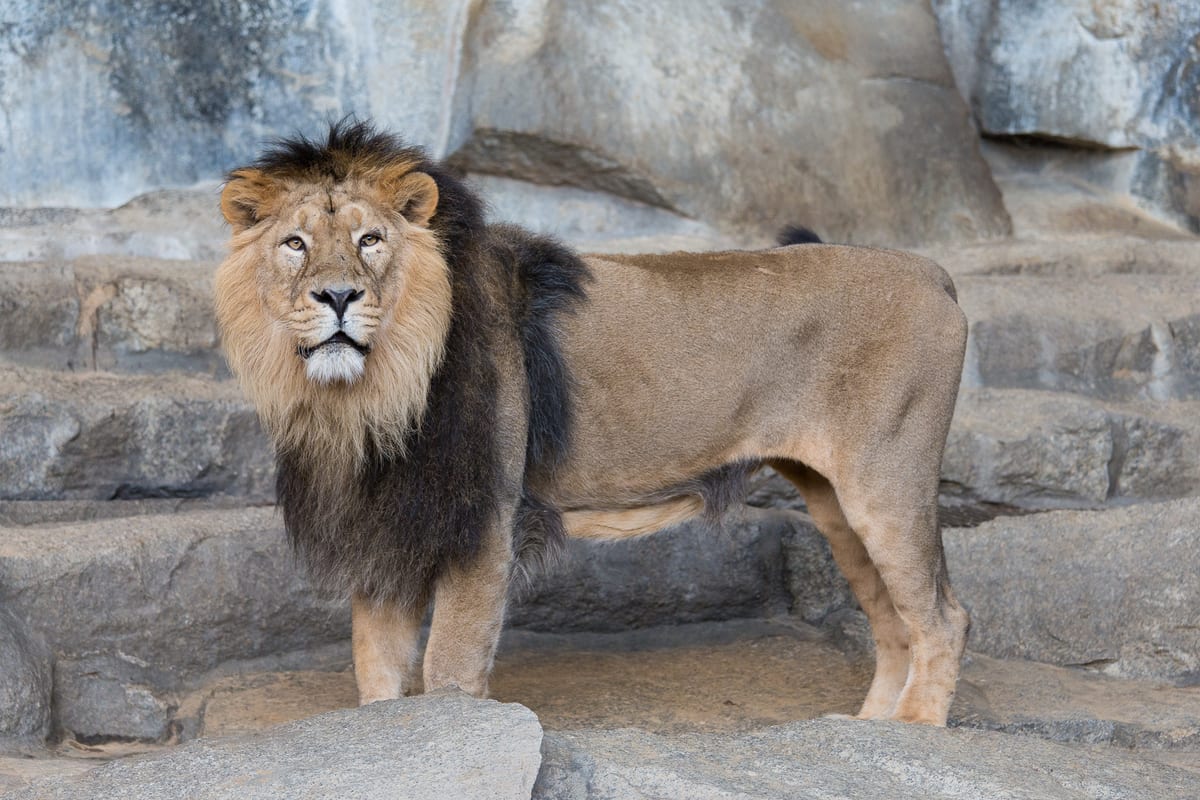 Lion d'Asie