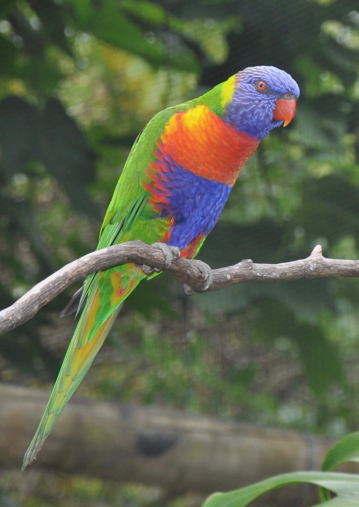 Loriquet arc-en-ciel