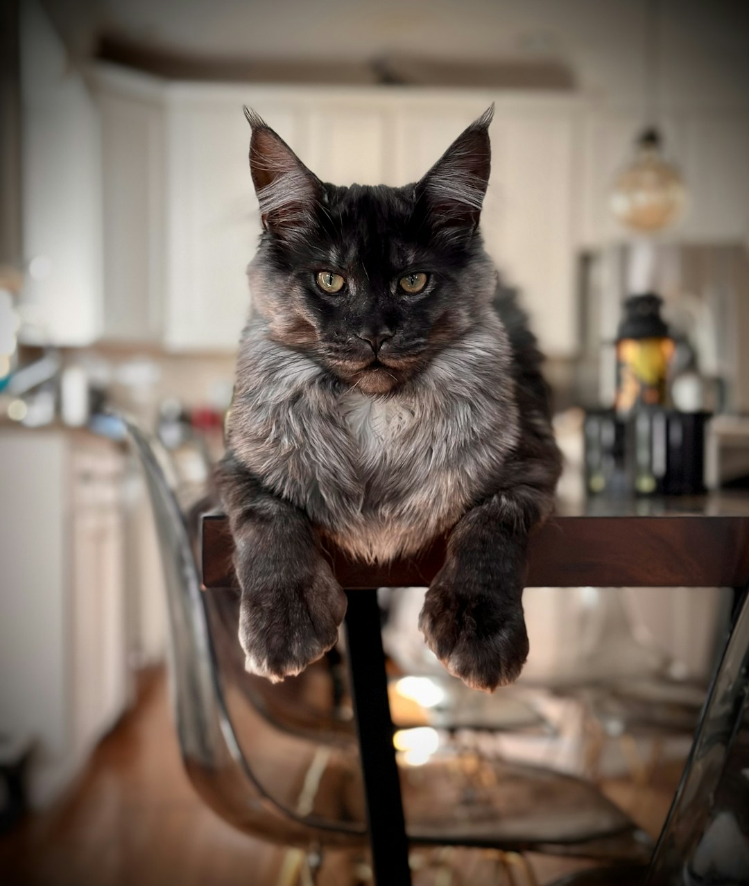 Maine Coon
