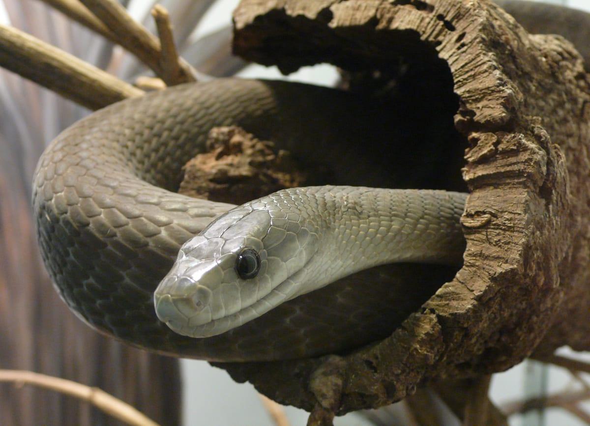 Mamba noir : Serpent très long, gris-brun, à l’intérieur de la bouche noir