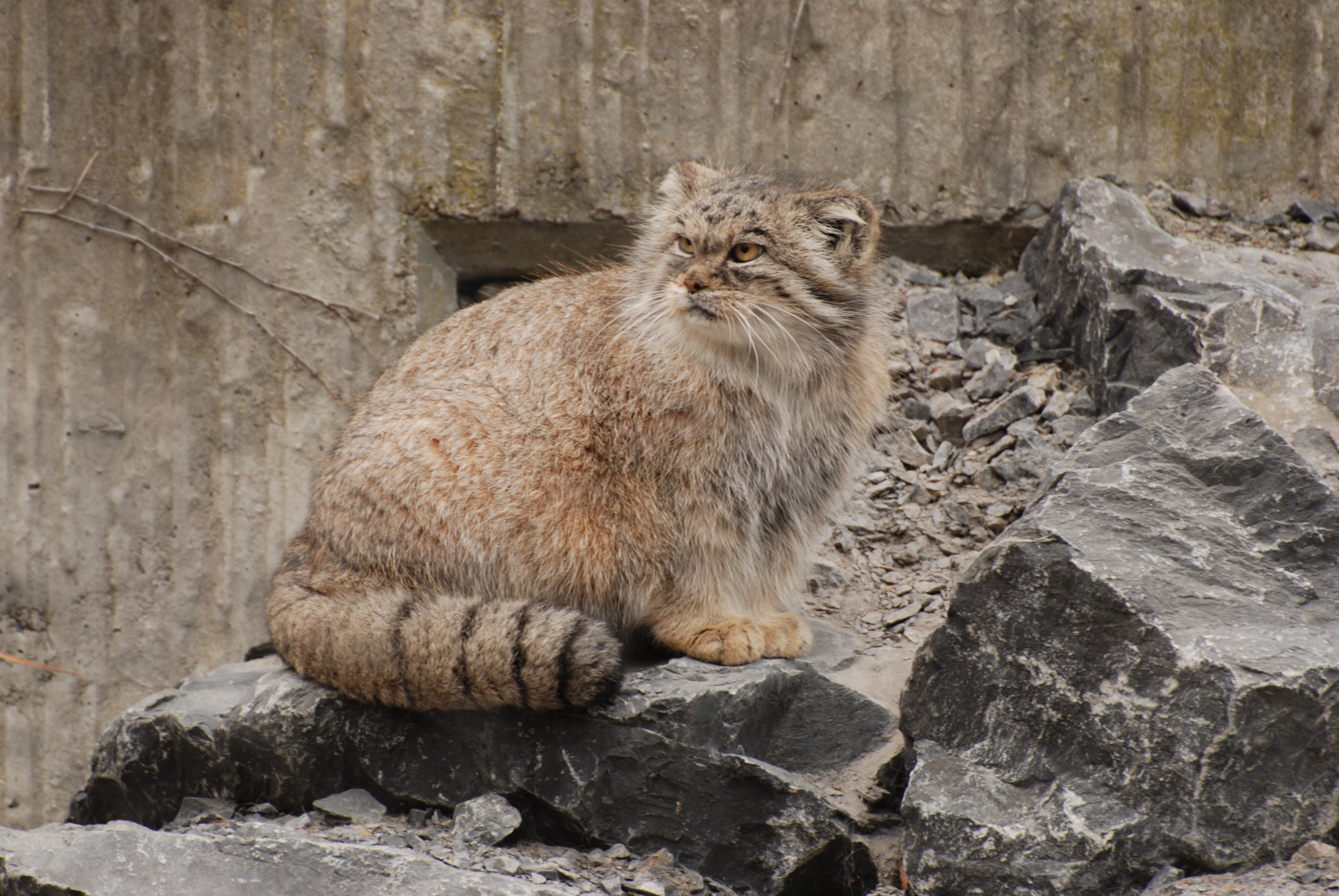 Manul