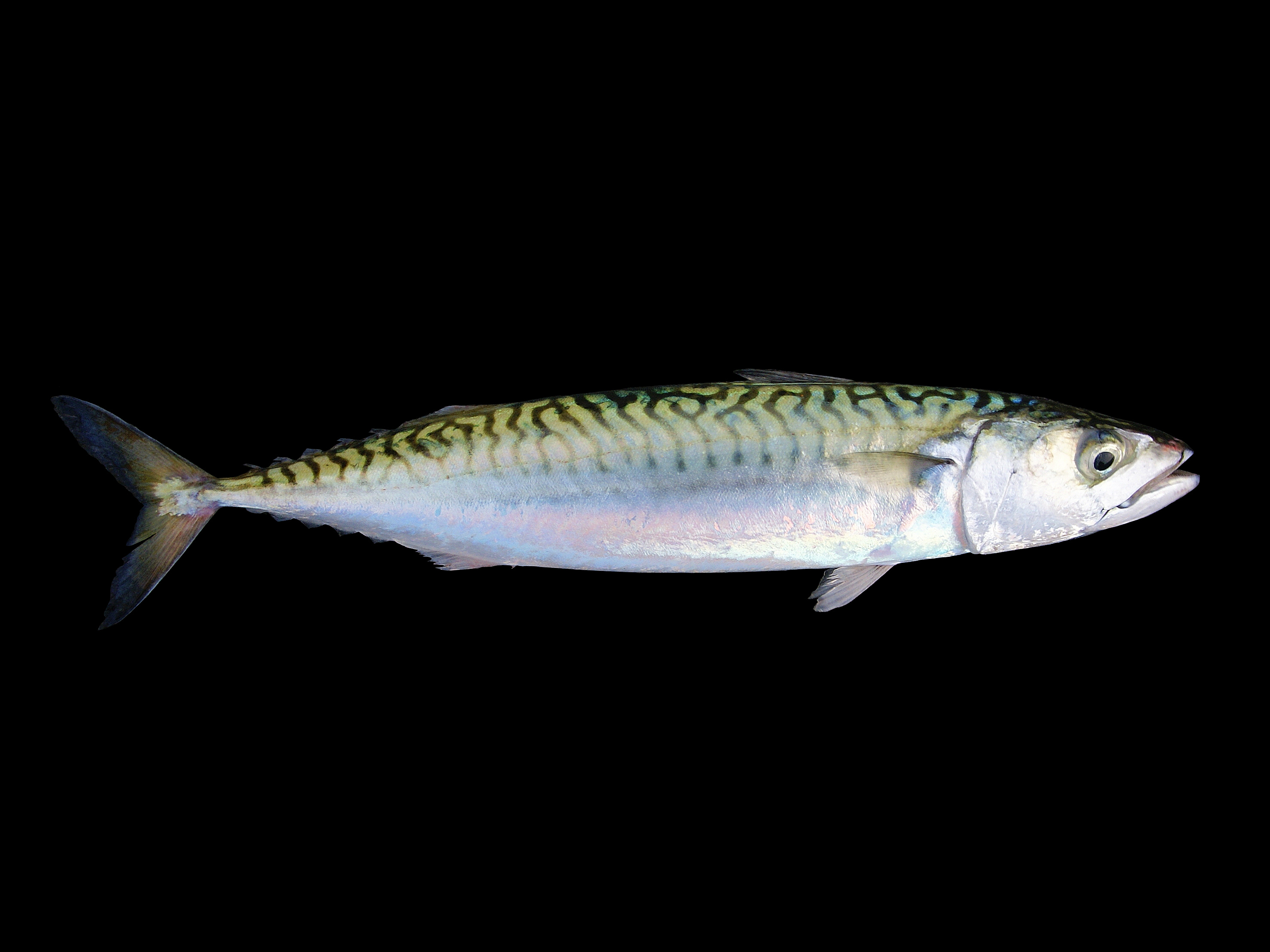 Maquereau : Poisson allongé avec des bandes verticales brillantes