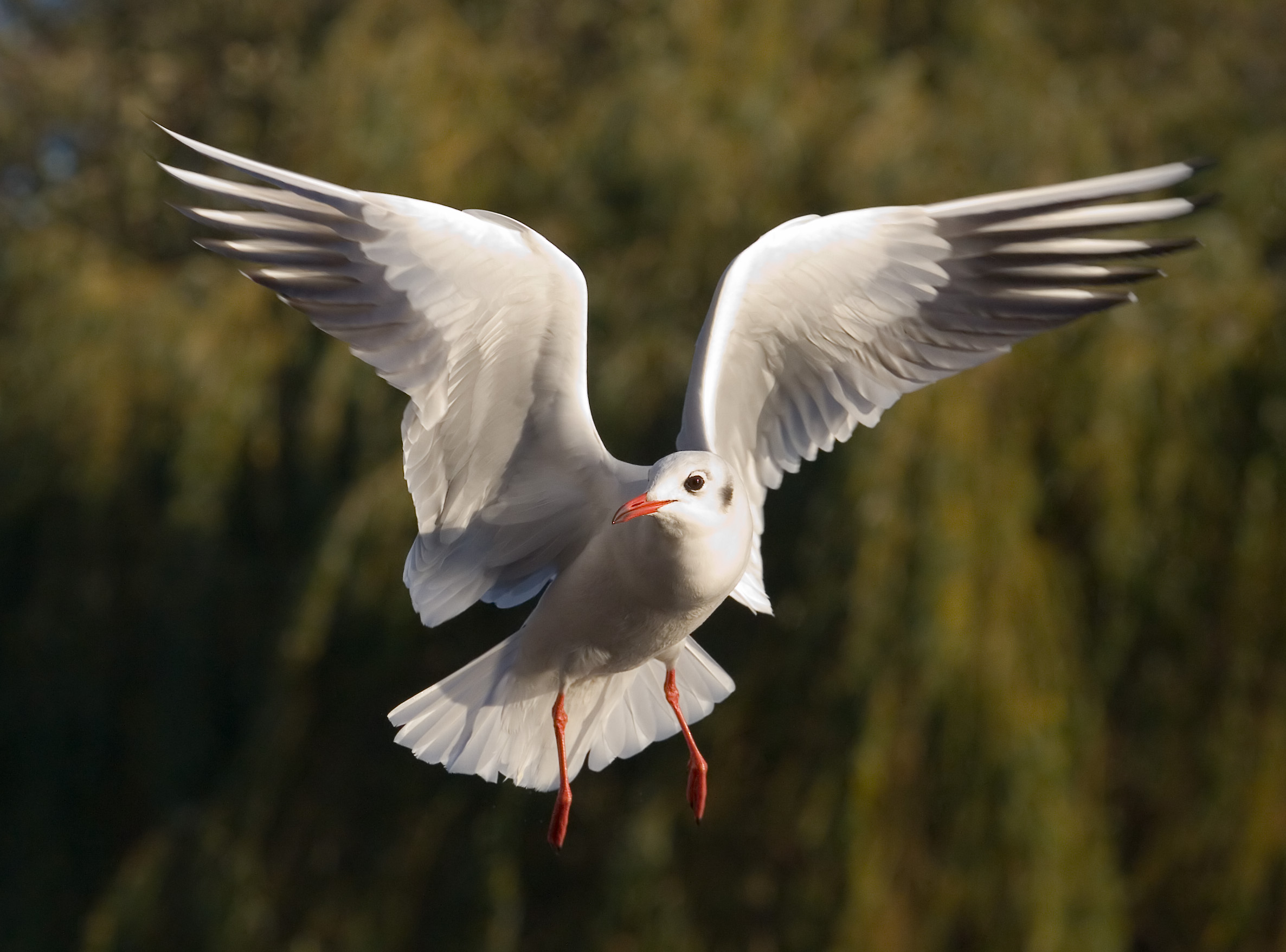 Mouette rieuse