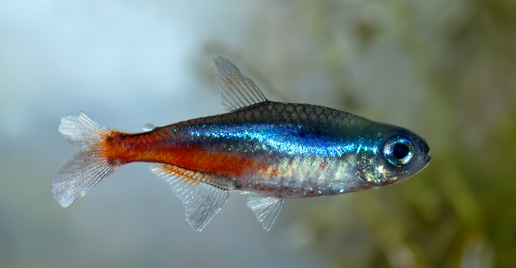 Néon bleu