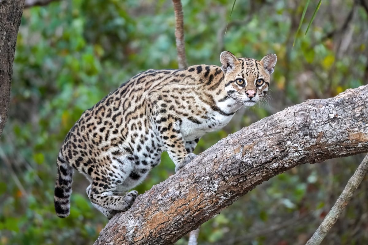 Ocelot