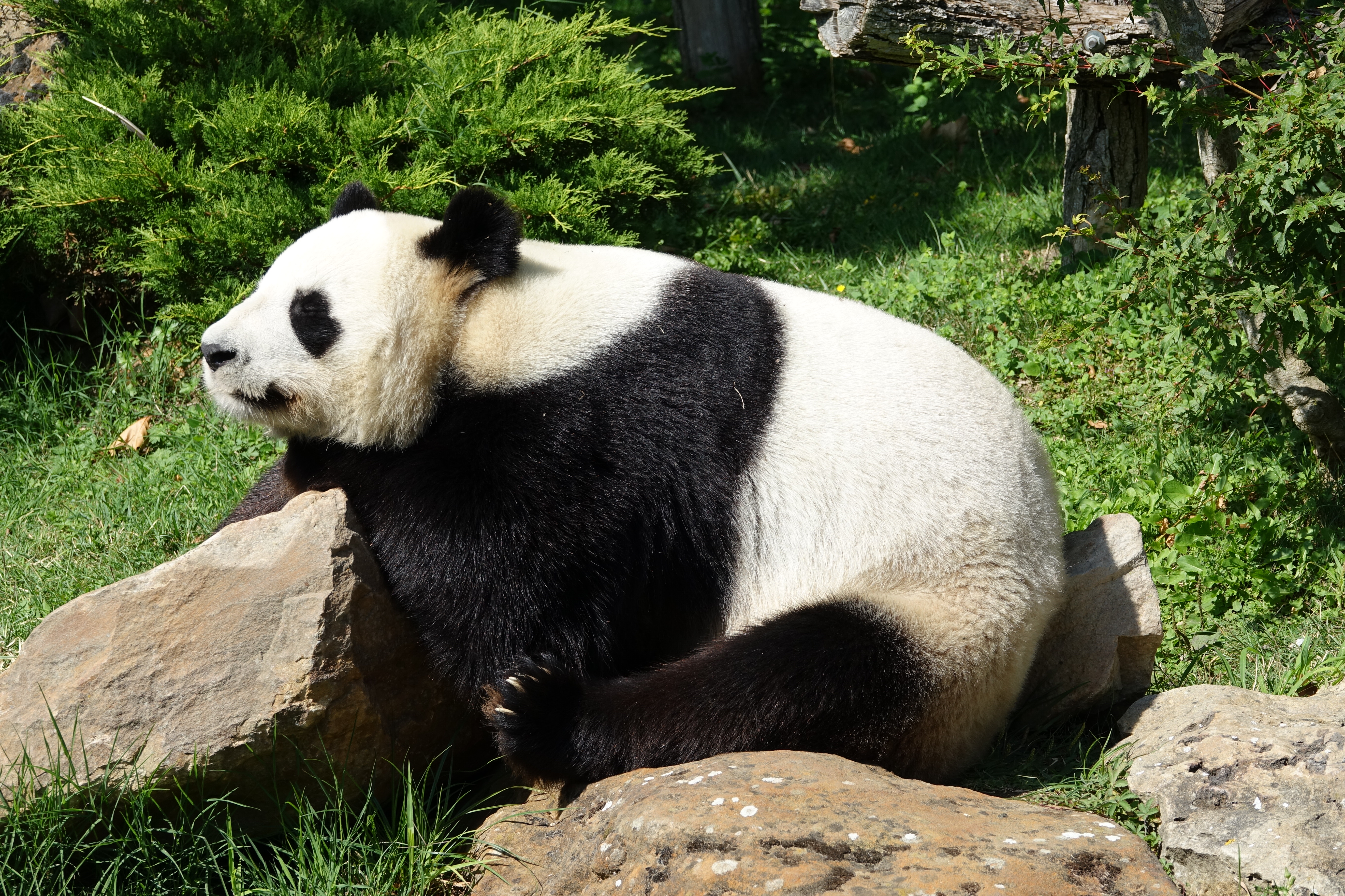 Panda géant