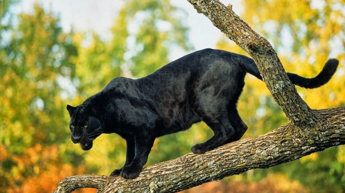 Panthère Noire
