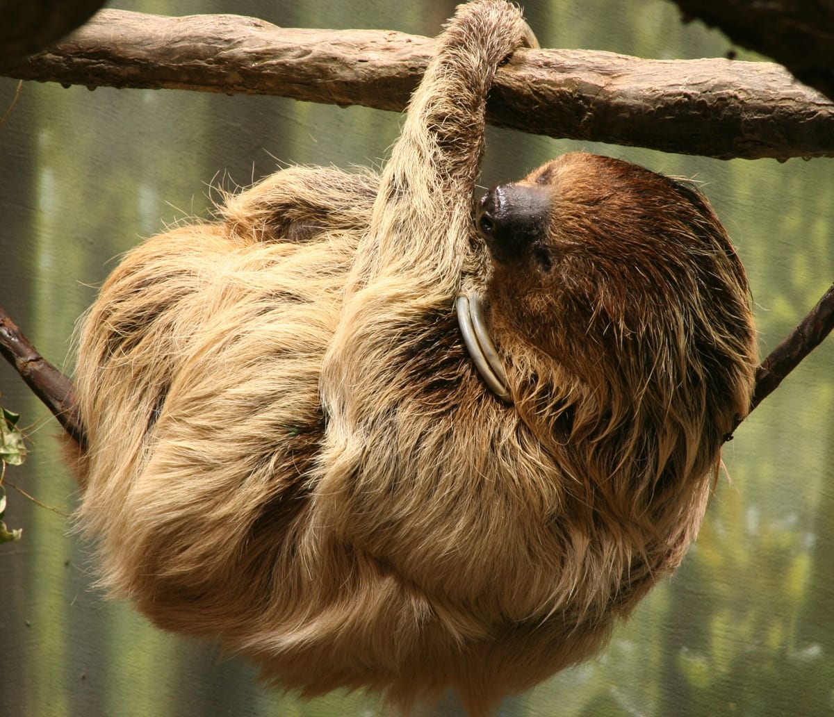 Paresseux à deux doigts : Animal arboricole brun, souvent suspendu par ses longues griffes