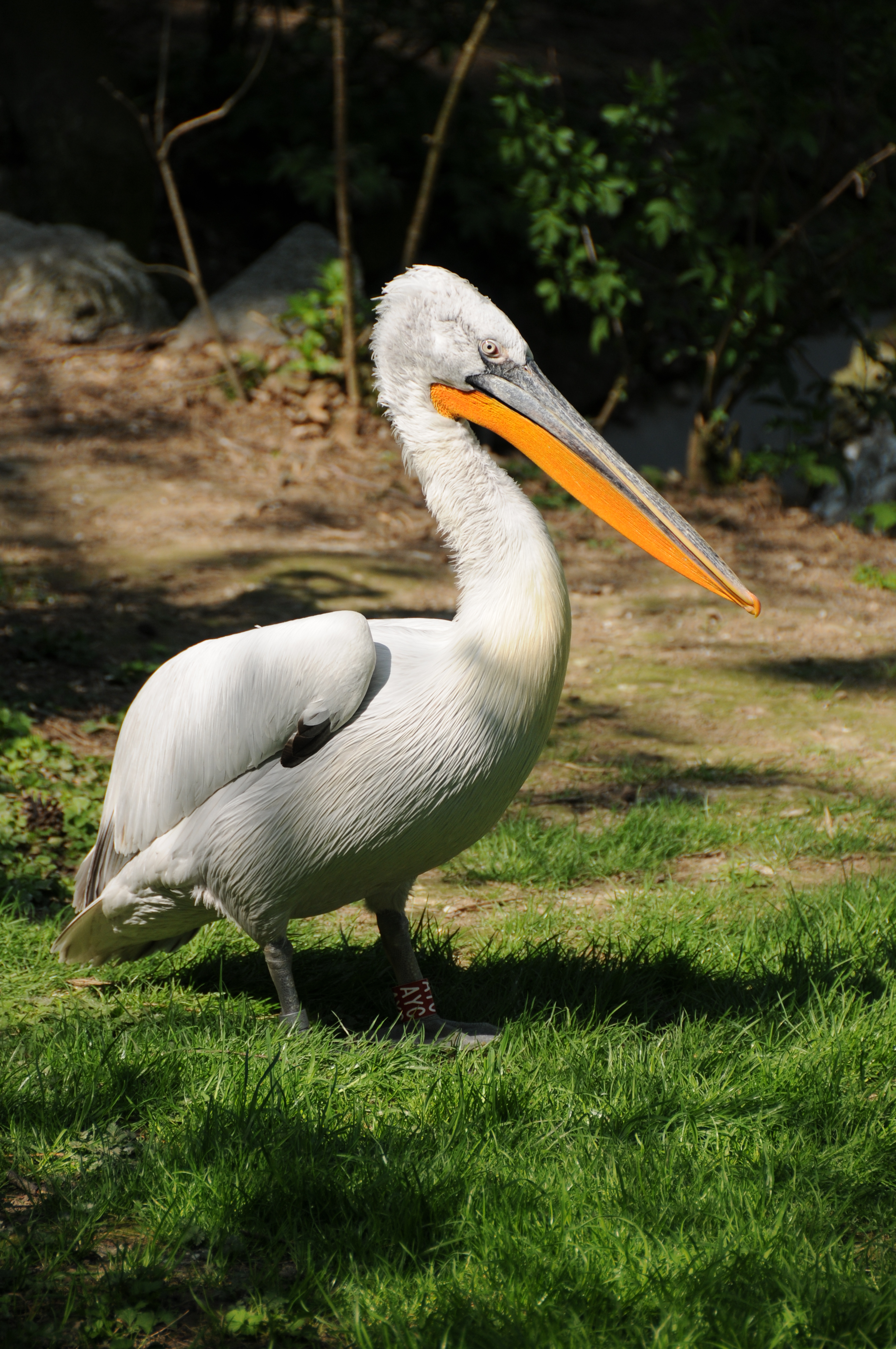 Pélican à dos gris