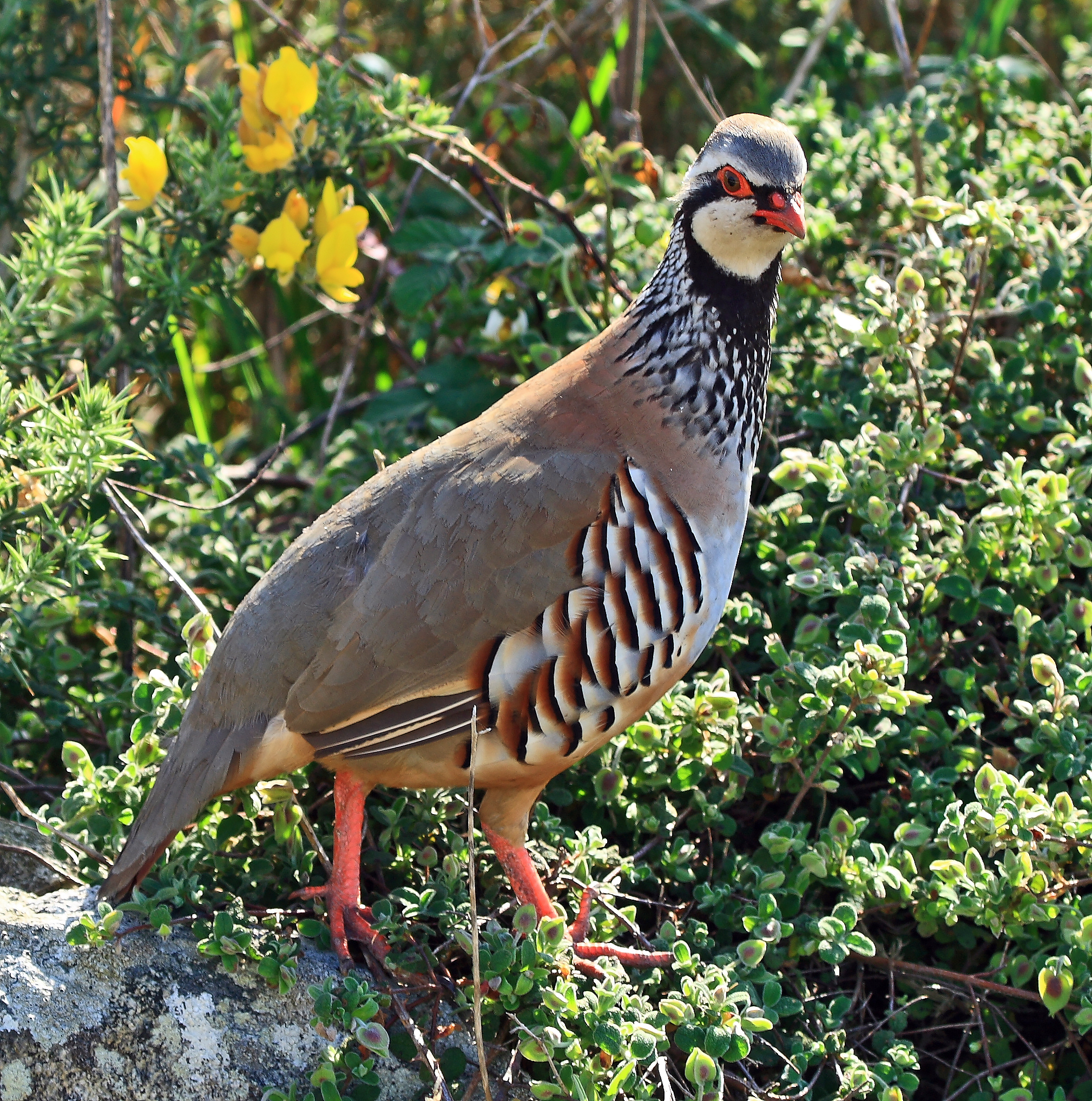 Perdrix rouge : Oiseau brun-gris au ventre clair, flancs barrés et gorge blanche bordée de noir
