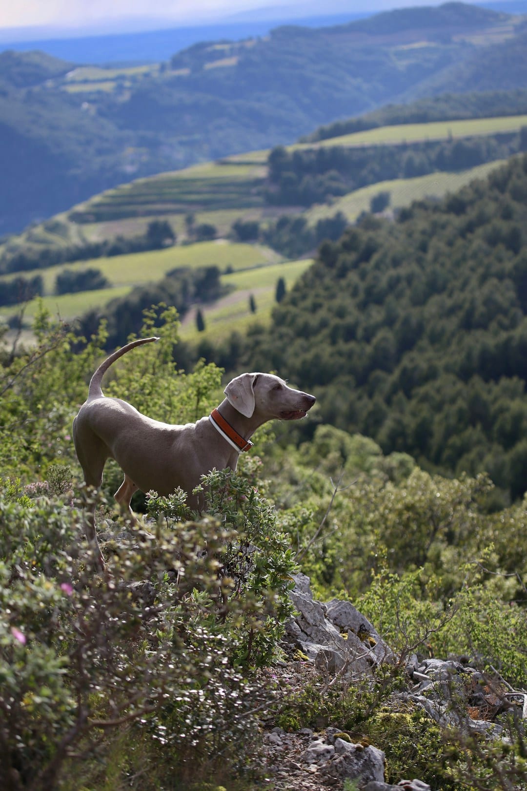 Petit Lévrier Italien