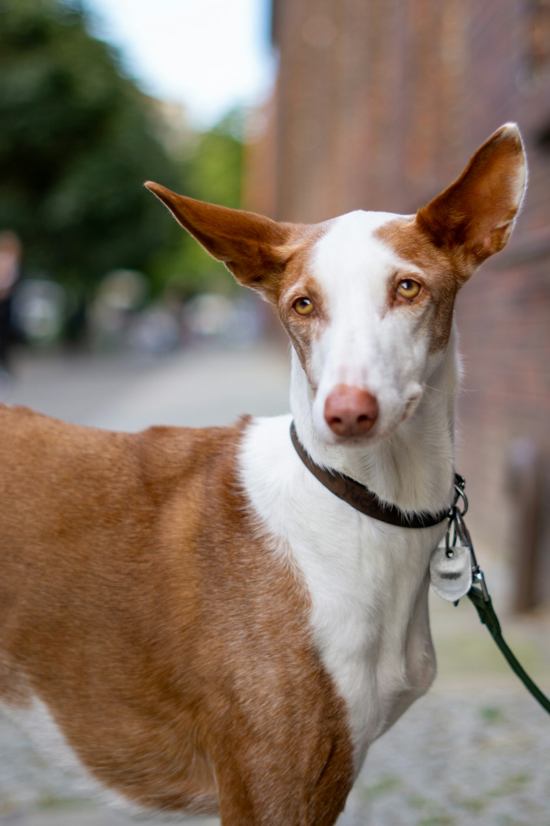 Podenco d'Ibiza