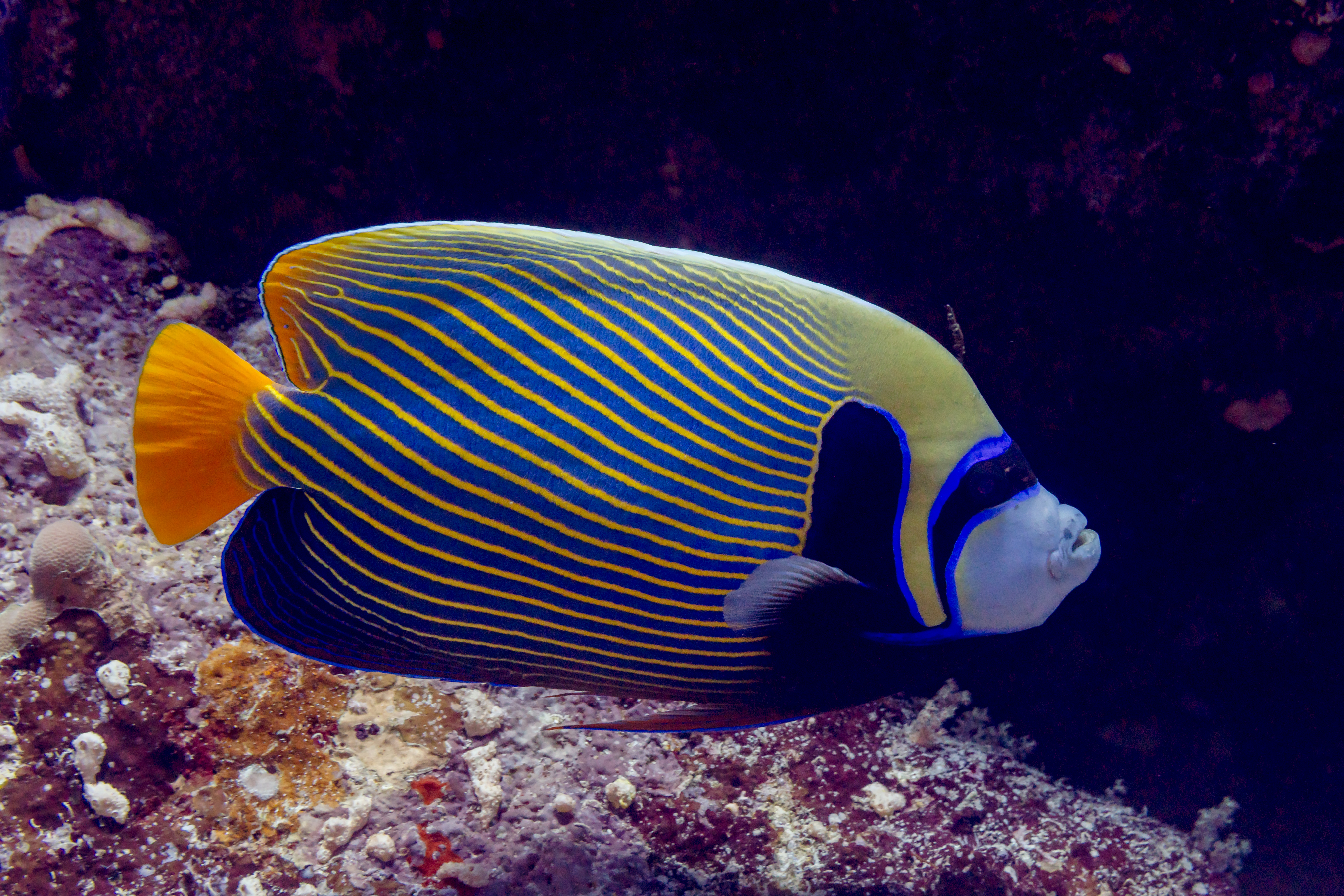 Poisson-ange empereur